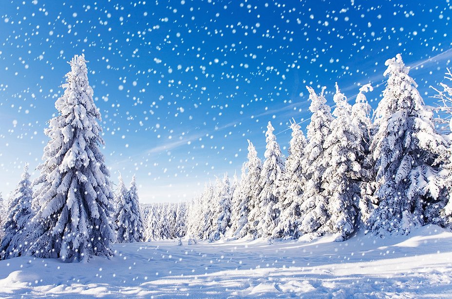 Winter Trees - HD Wallpaper 