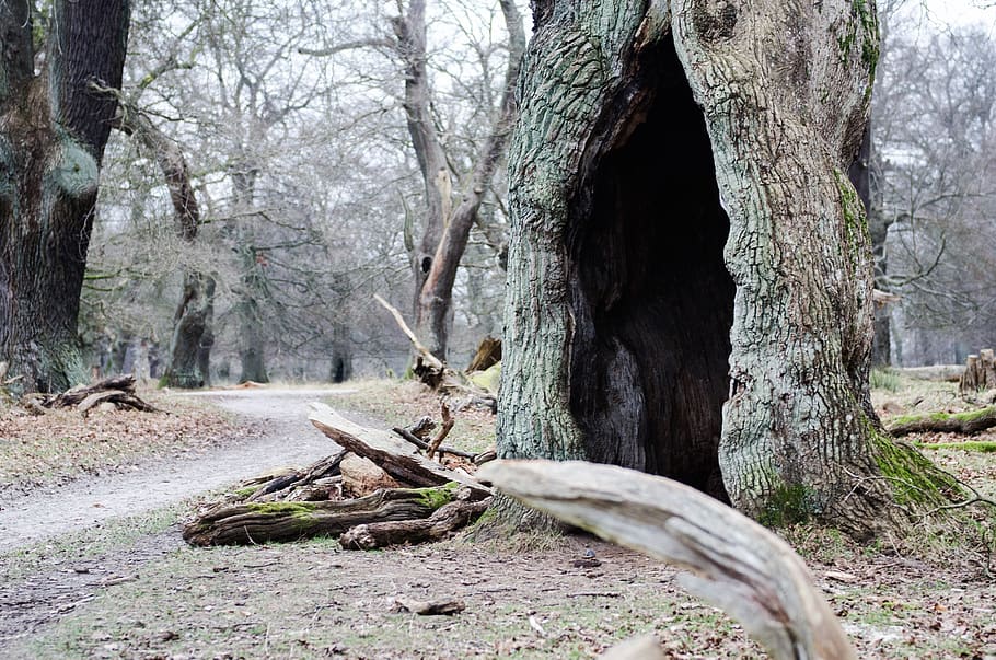 Tree, Fairy Tale, Tinderbox, Hc Andersen, Magic, Outdoor, - Fairy Tale - HD Wallpaper 