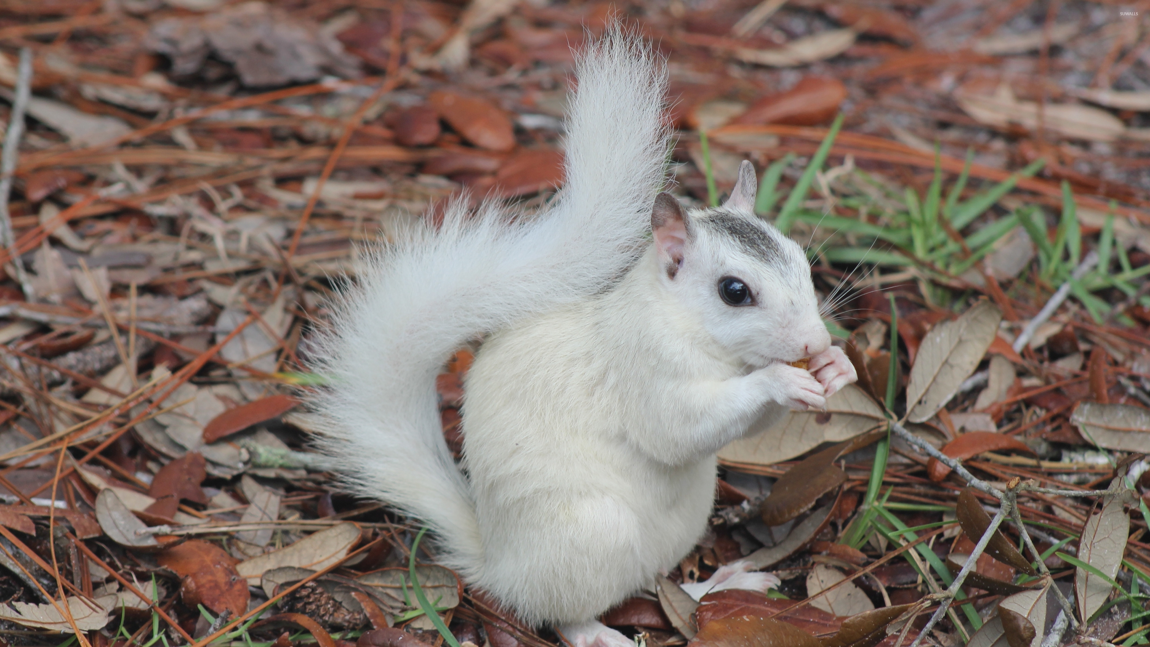 White Squirrel Hd - HD Wallpaper 