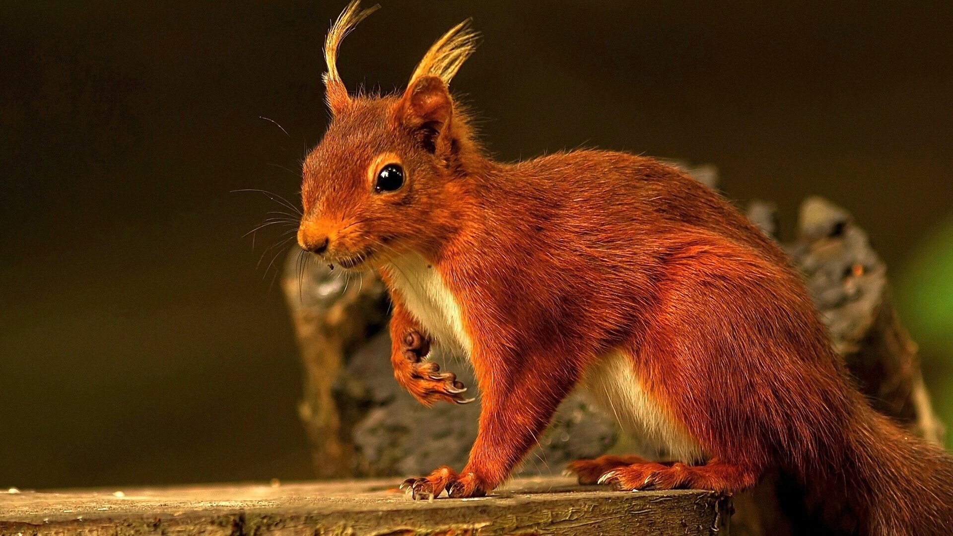 Download Full Hd 1080p Squirrel Desktop Wallpaper Id - Wallpaper - HD Wallpaper 