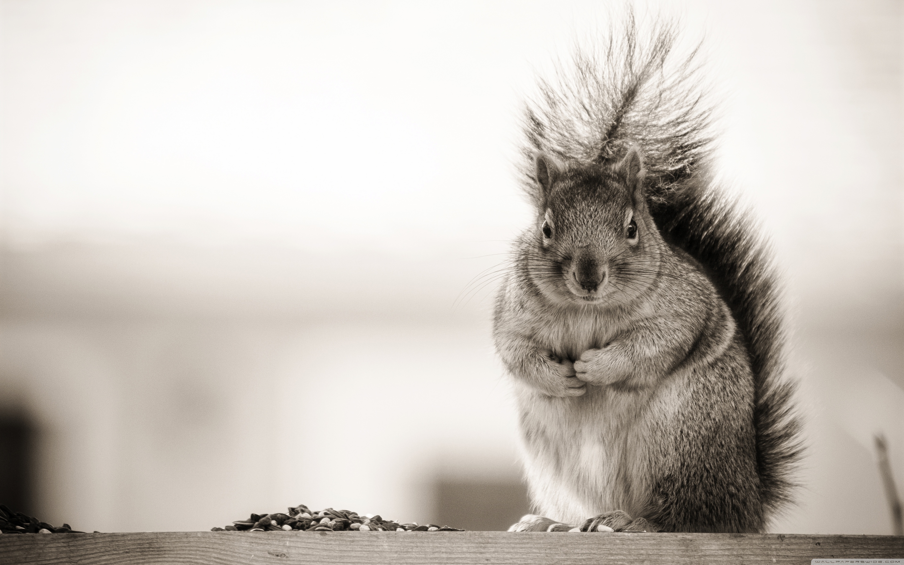 Fat Squirrel - HD Wallpaper 
