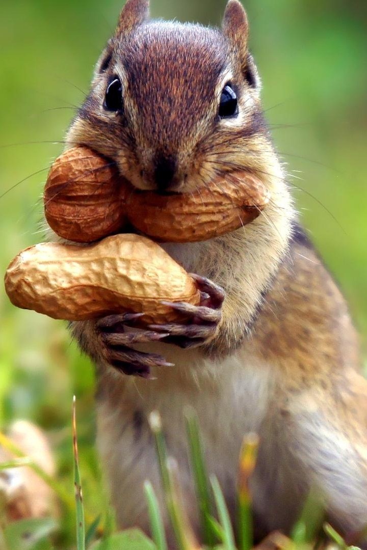 Squirrel Goes Nuts Wallpaper Iphone Resolution - Squirrel Peanuts - HD Wallpaper 