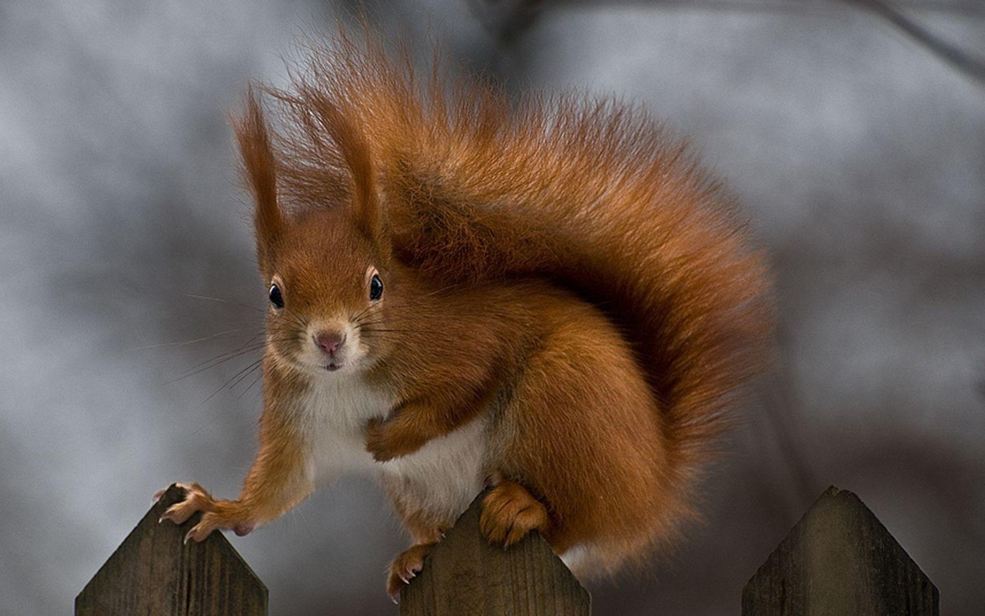 Squirrel Pics Squirrel Wallpaper Squirrel Free Background - Red Squirrel Cute - HD Wallpaper 