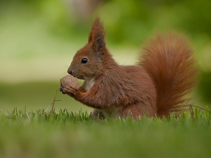Squirrel Hd Wallpaper - Living Things Eat Food - HD Wallpaper 