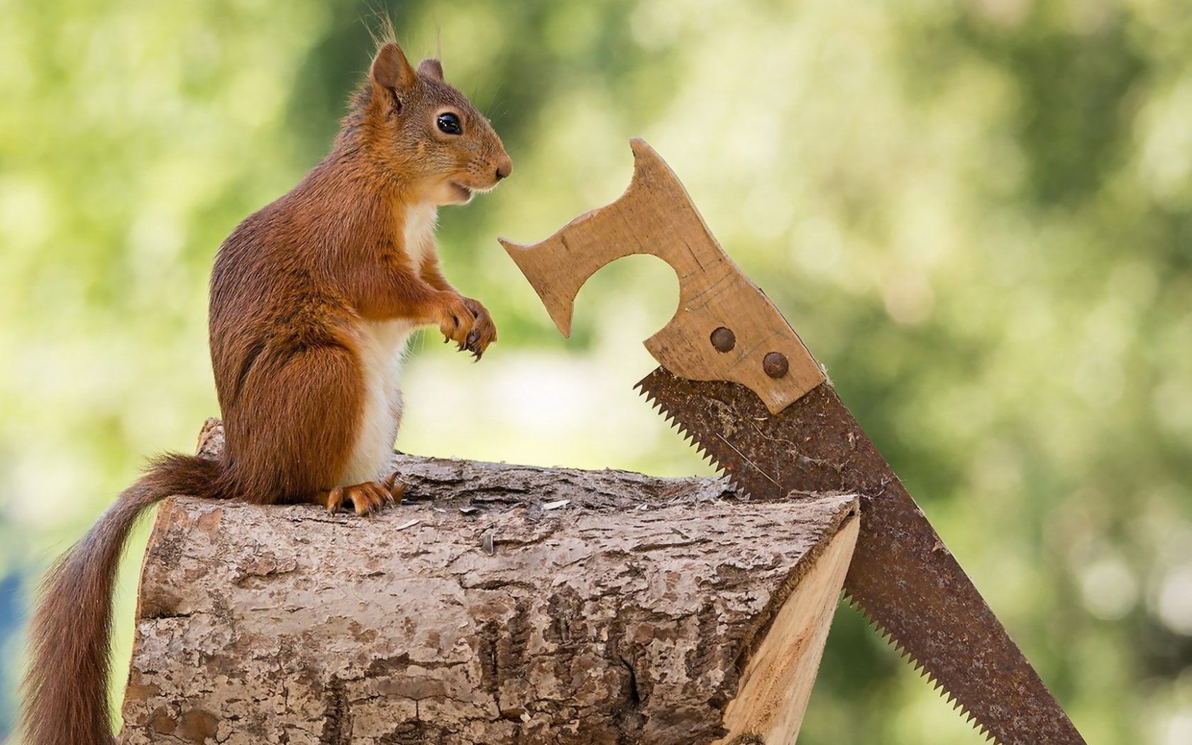Carpenter Squirrel - HD Wallpaper 