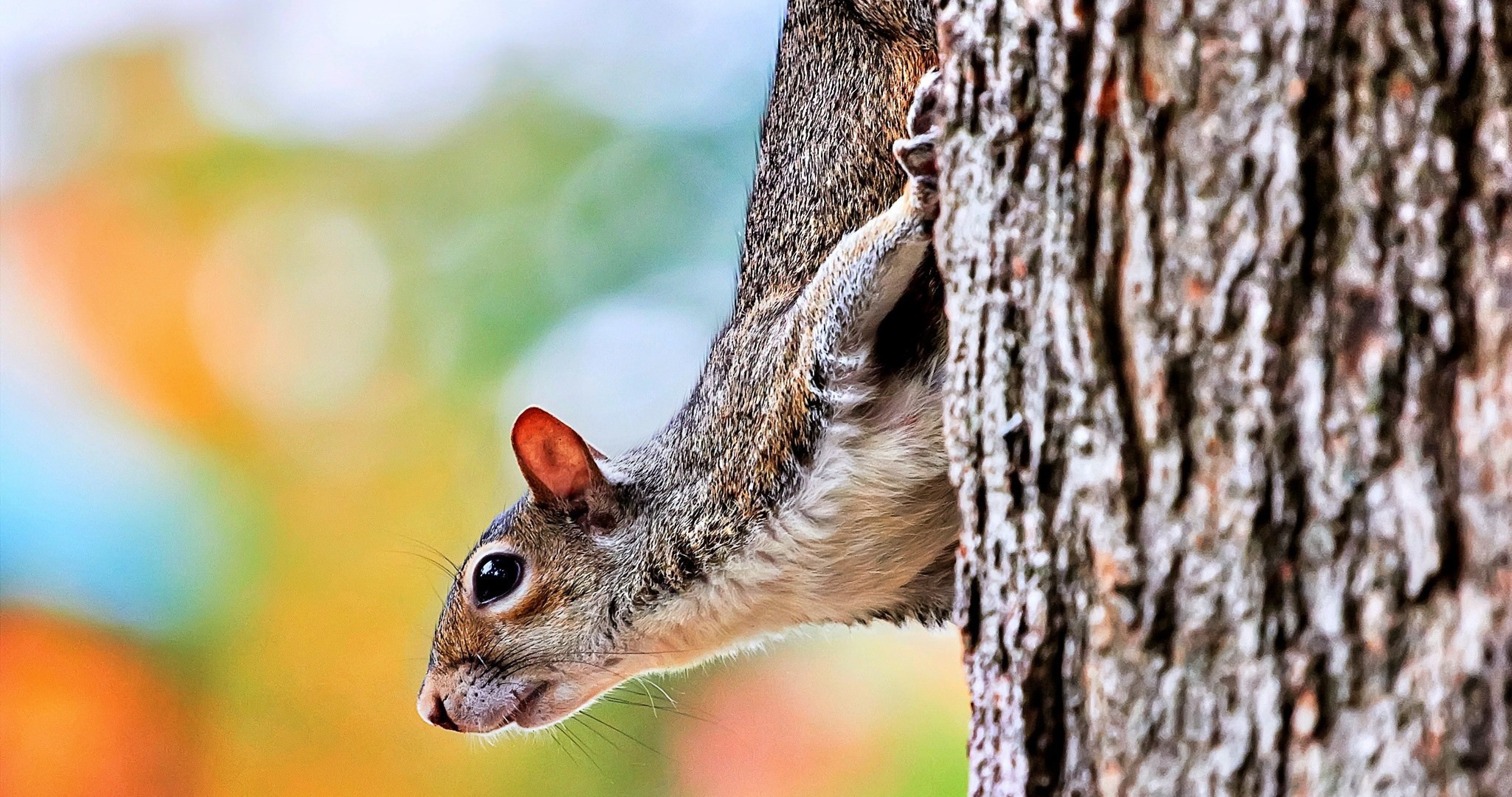 Chipmunk - HD Wallpaper 
