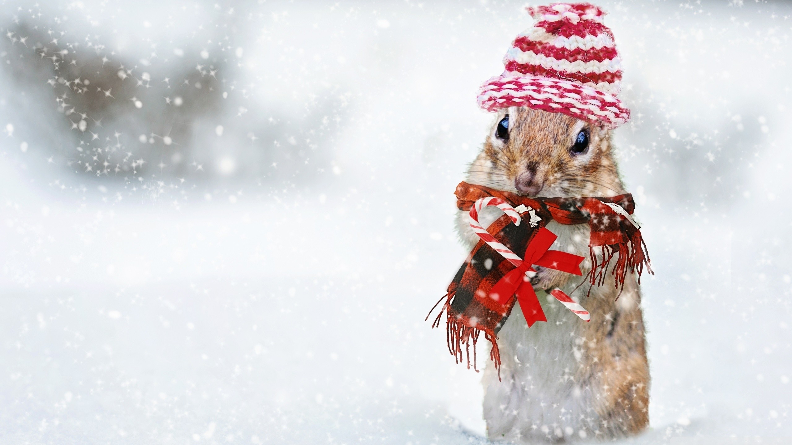 2560x1440, Beautiful Squirrel In A Snowfall Wallpaper - Cute Merry Christmas Hd - HD Wallpaper 