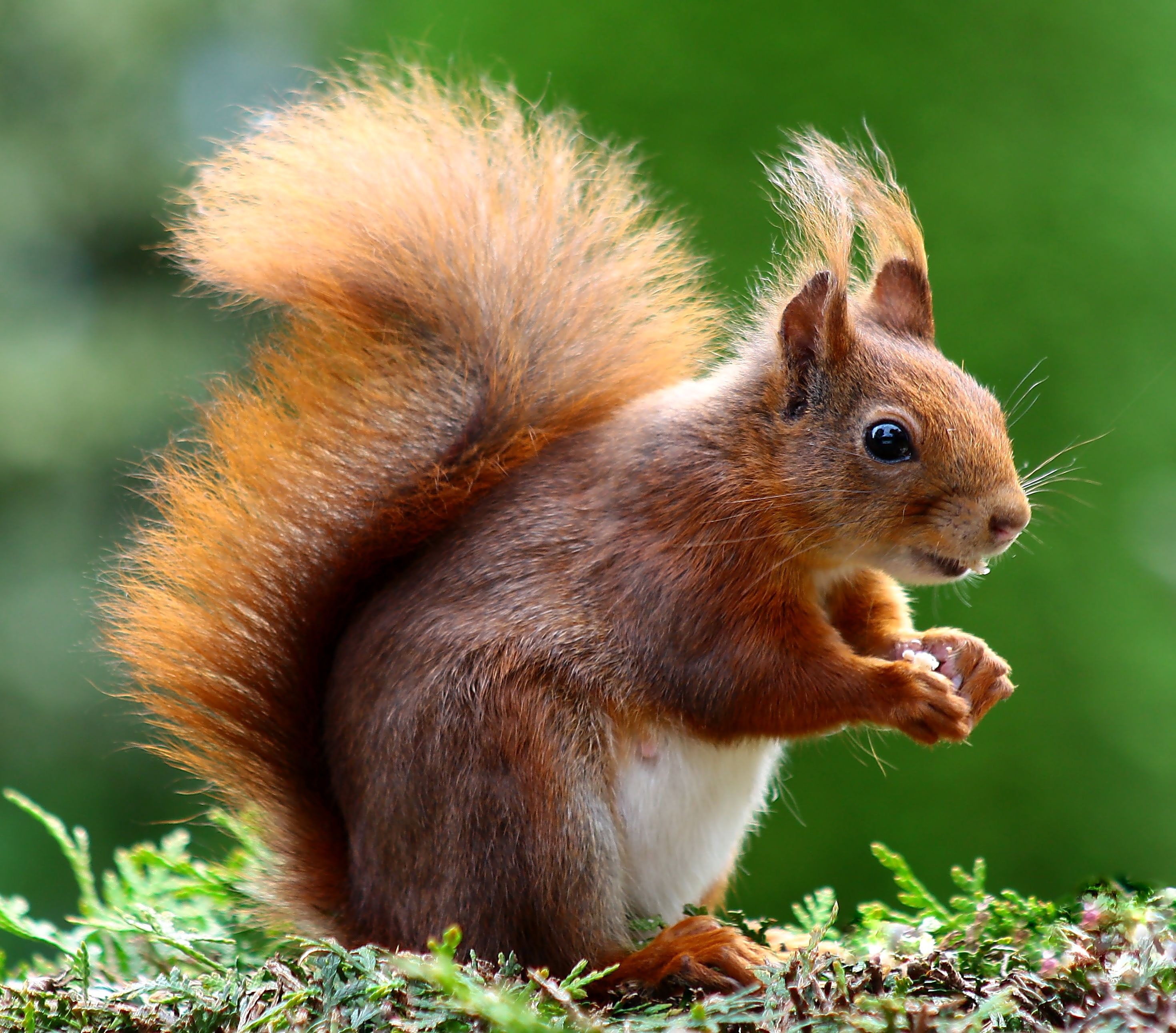 Brown Squirrel - HD Wallpaper 