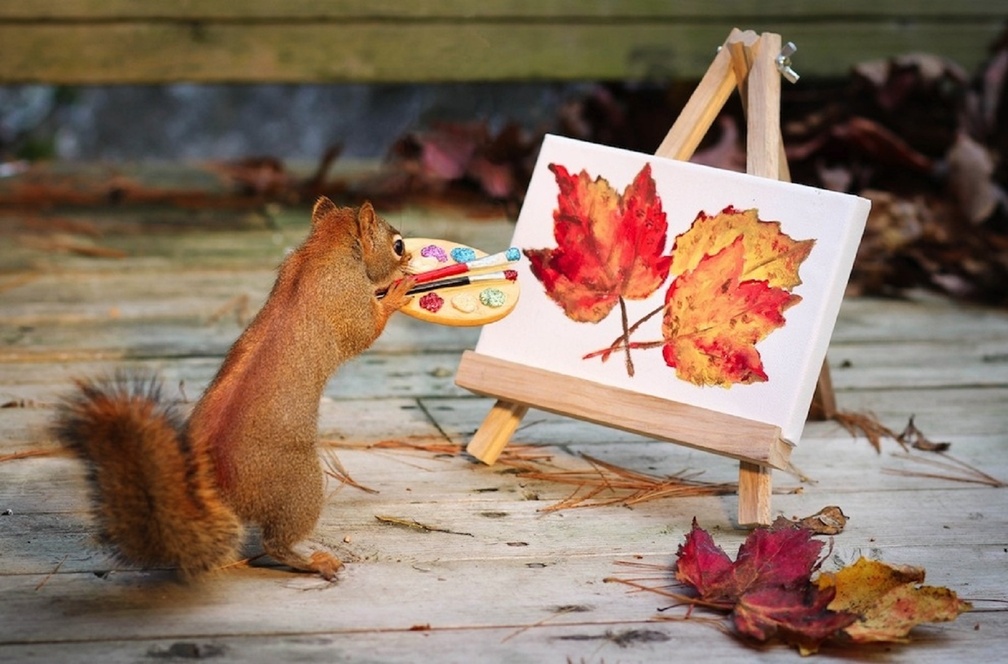 Squirrel Photography Hd - HD Wallpaper 