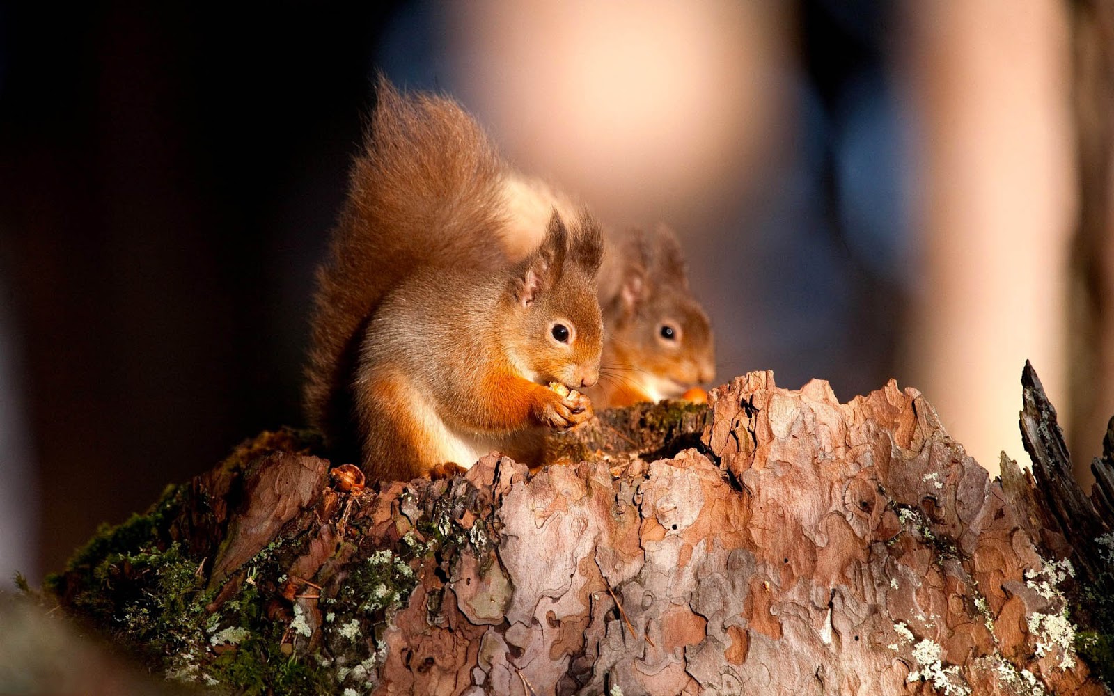 2 Squirrels Wallpapers Hd - HD Wallpaper 