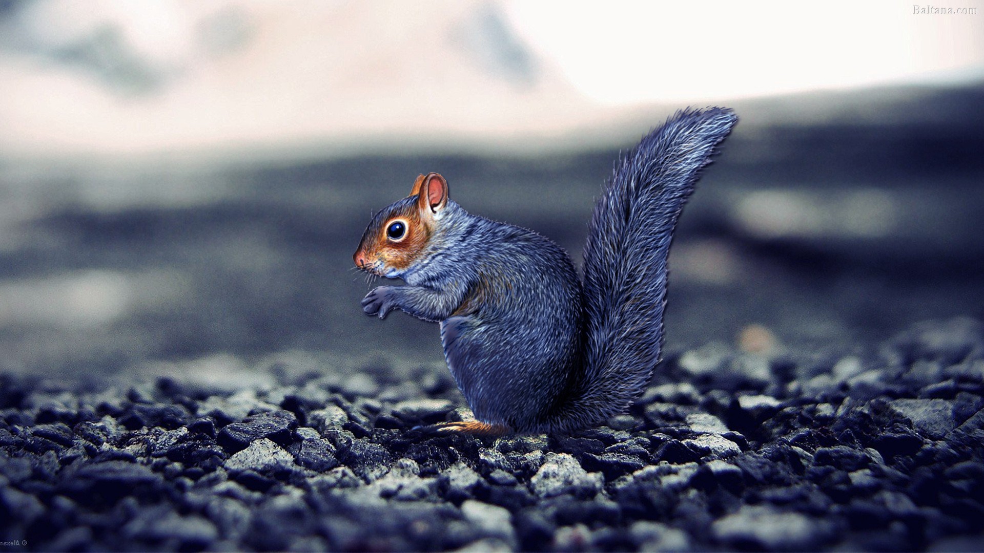 Squirrel Best Wallpaper - Stones Blurred - HD Wallpaper 