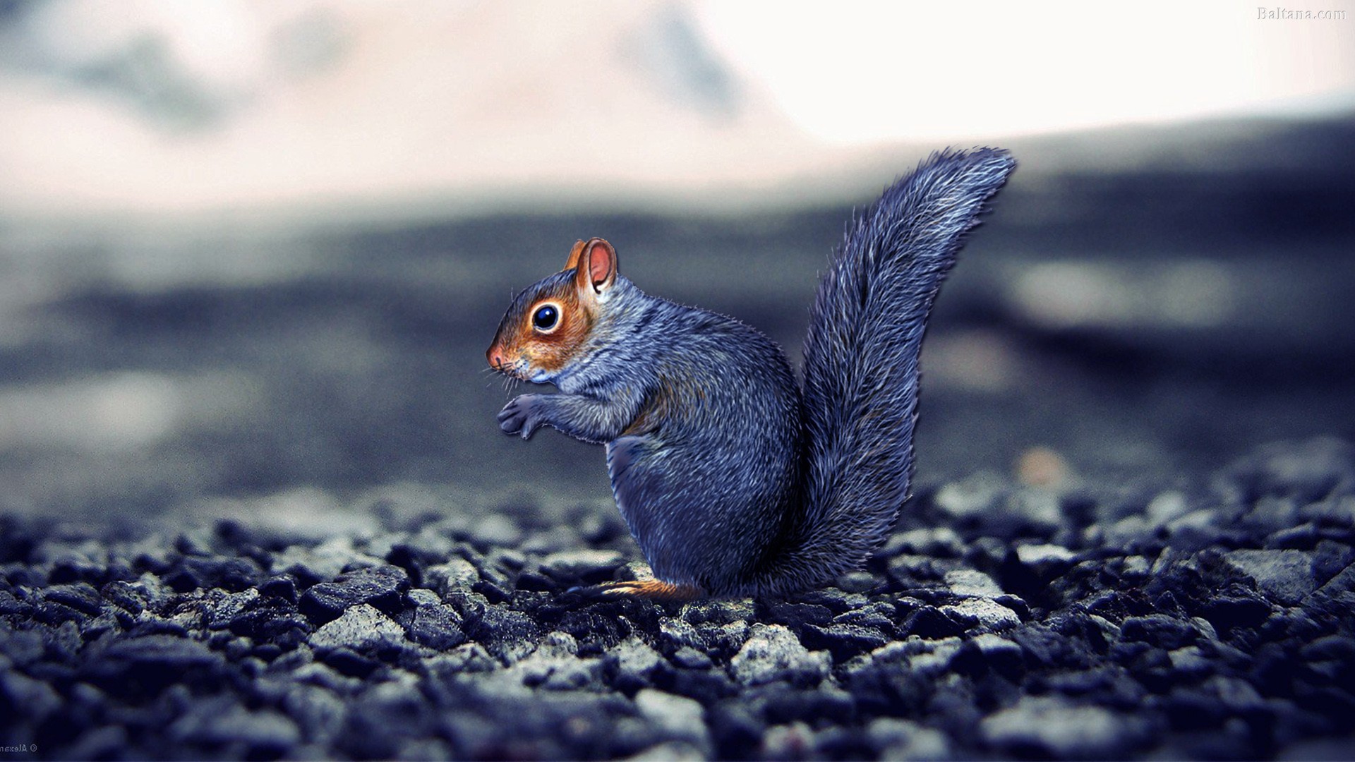 Squirrel Best Wallpaper - Stones Blurred - HD Wallpaper 