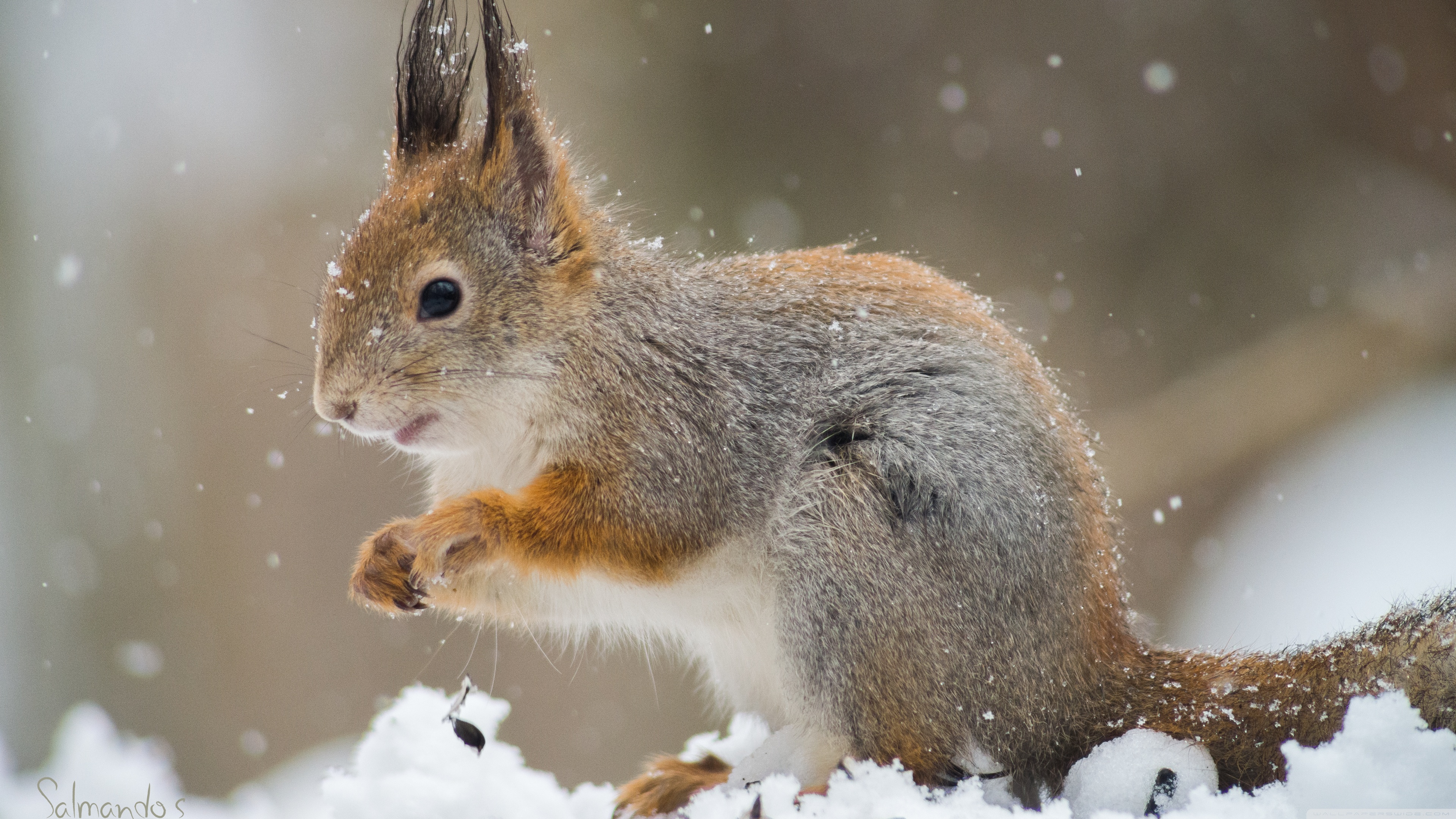 Full Hd Squirrel Images Hd - HD Wallpaper 