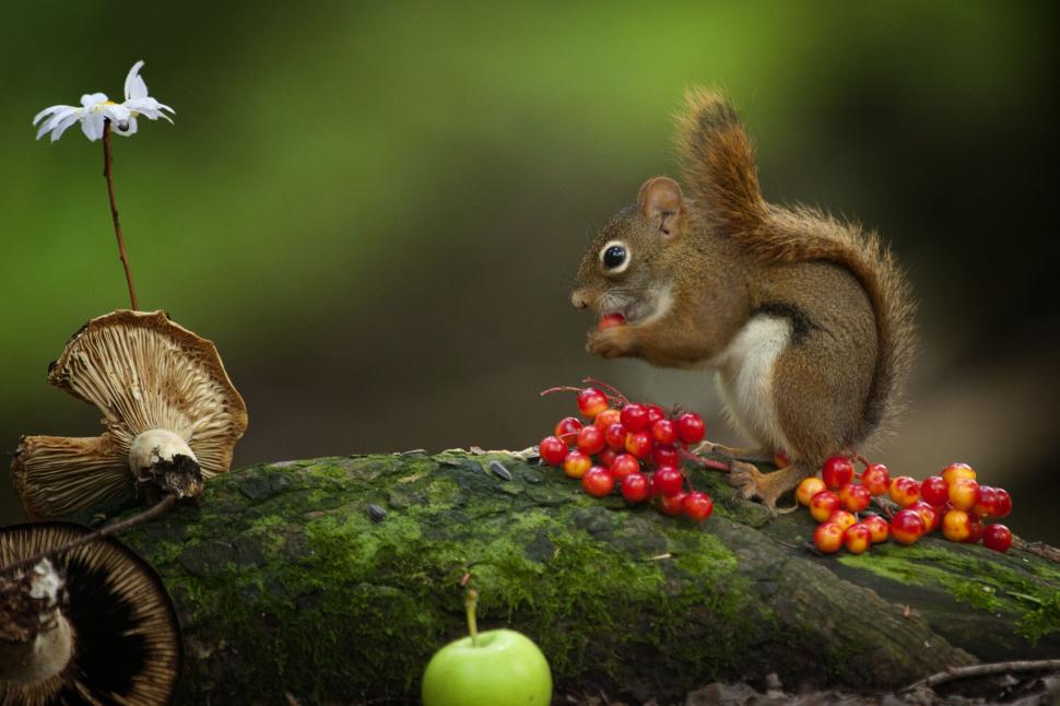 Squirrel Eat Berries Wallpaper,squirrel Hd Wallpaper,eat - Tapety Na Pulpit Wiewiorki - HD Wallpaper 