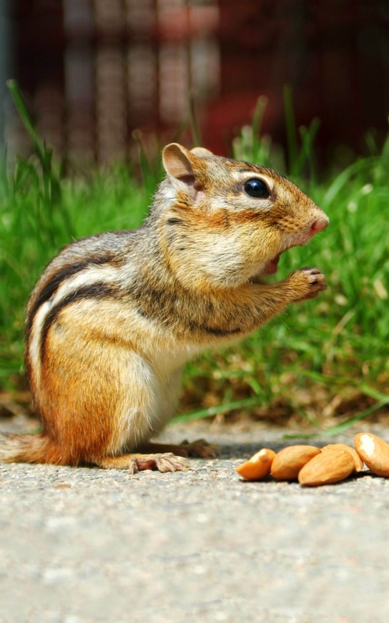 Animal Wide Background - HD Wallpaper 