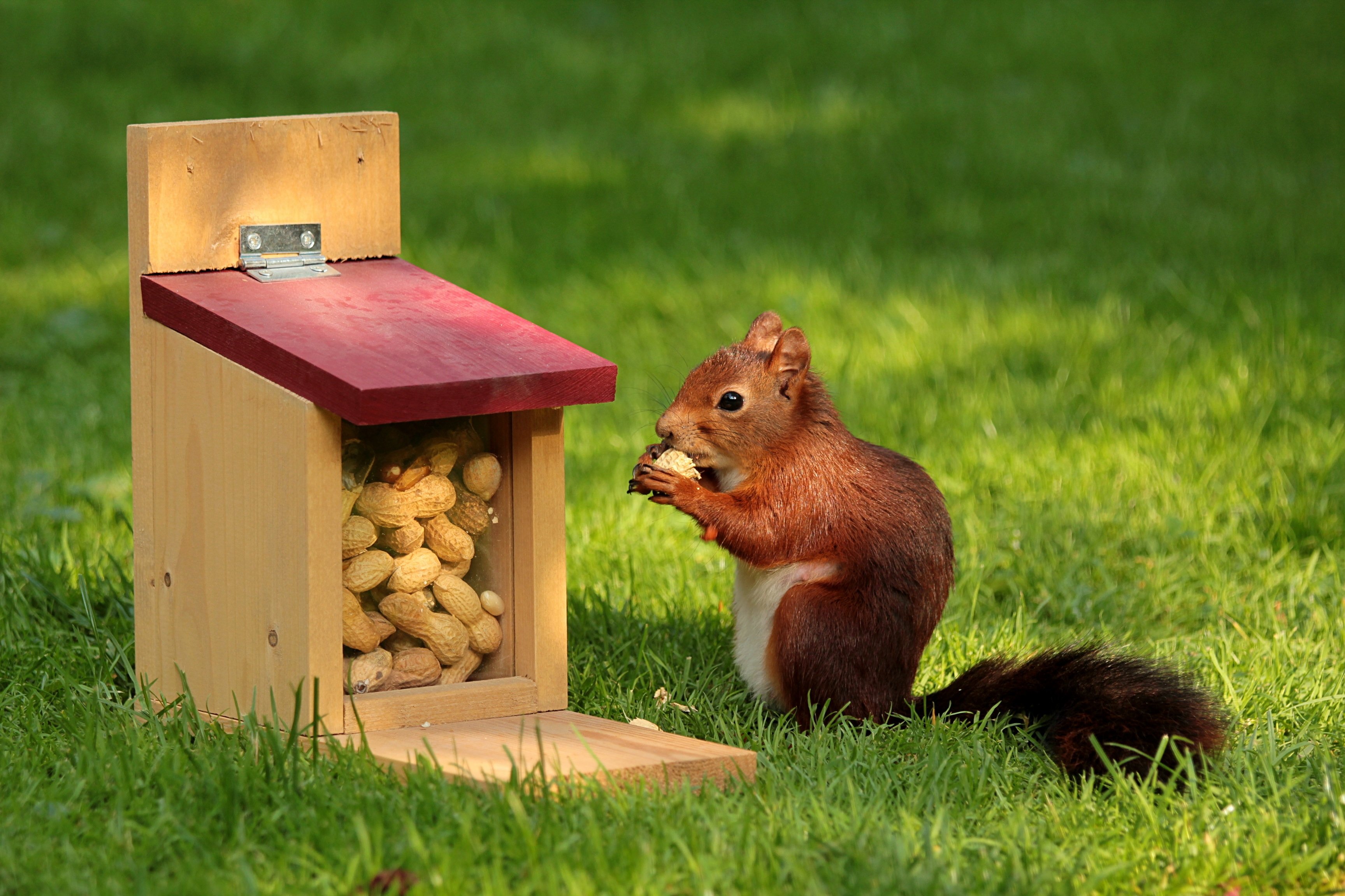 Squirrel Wallpaper - Squirrel Eating Peanuts - HD Wallpaper 