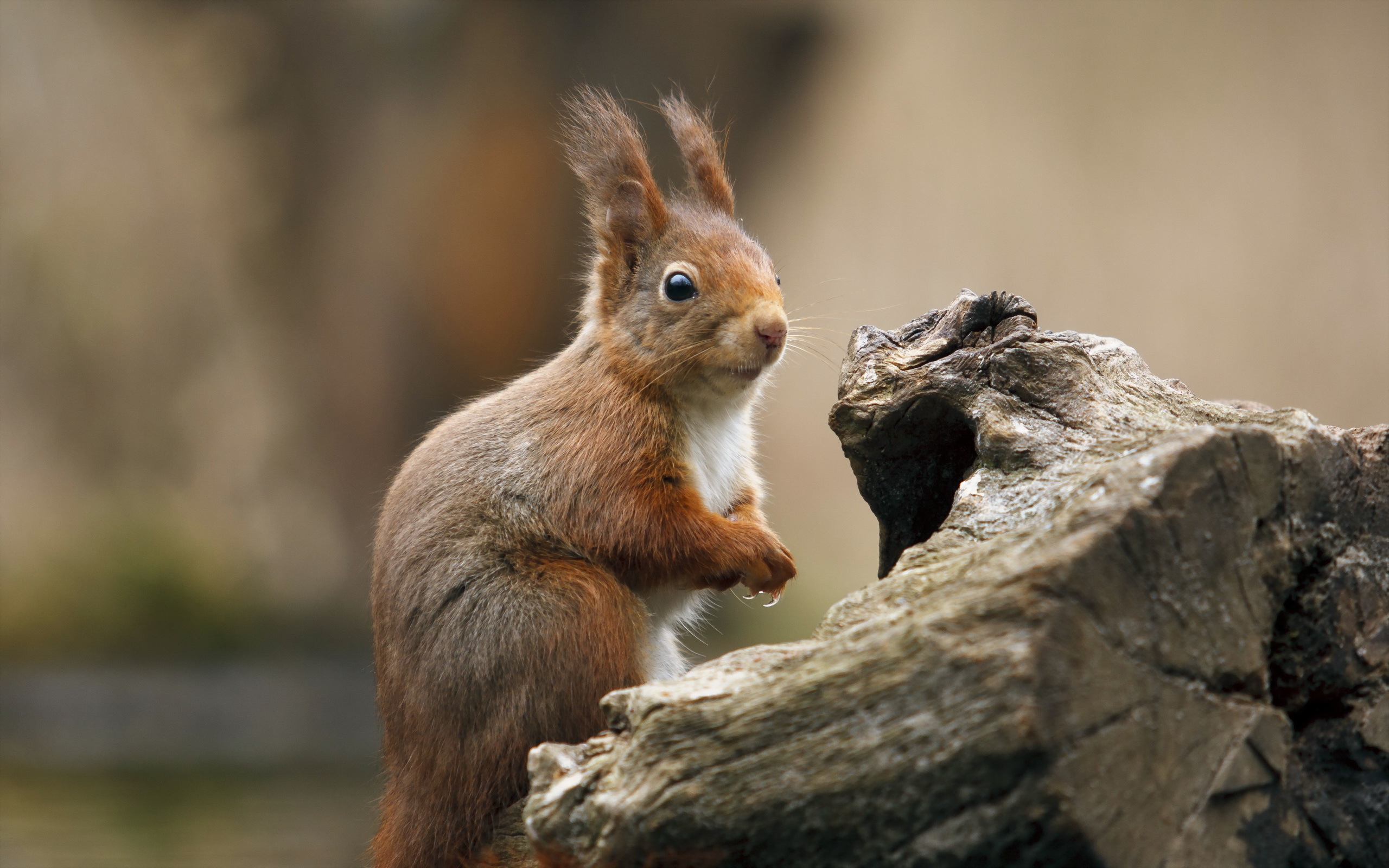 Squirrel Wallpaper - 2560x1600 Wallpaper Squirrel Wallpaper - 2560x1600 Wallpaper