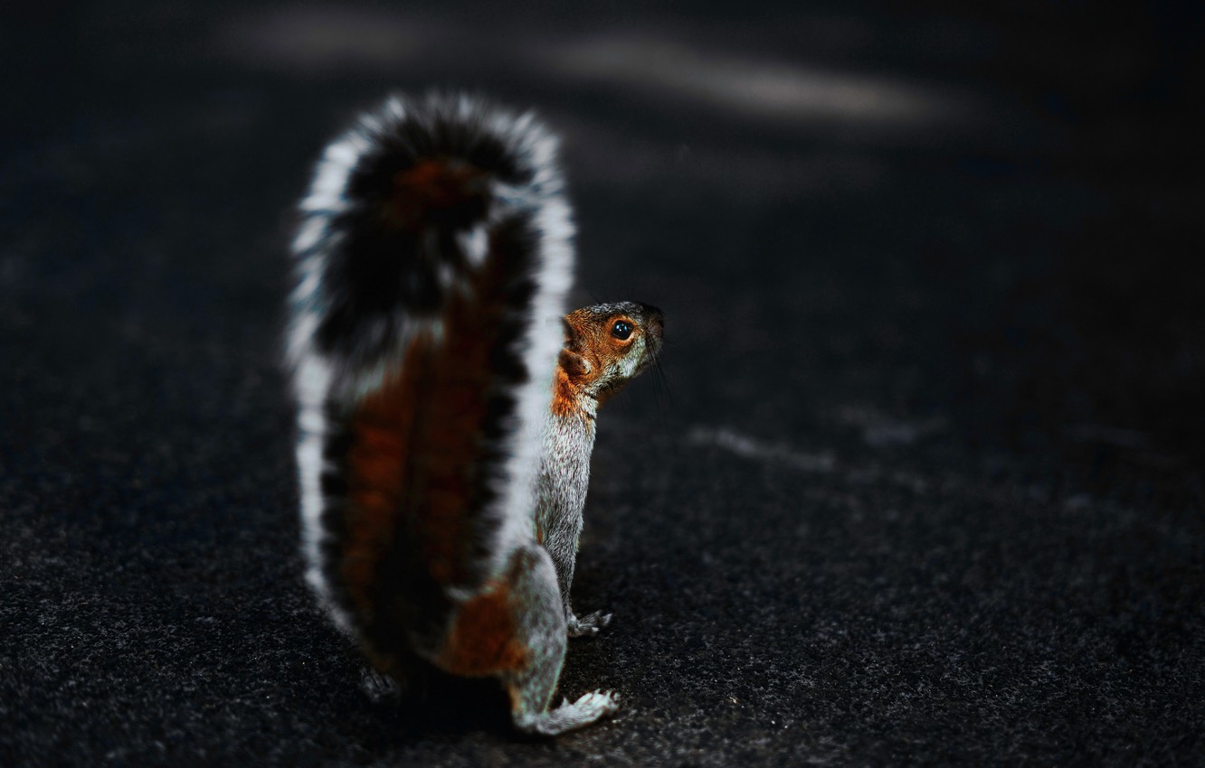 Photo Wallpaper Animals, Brown, Tail, Macro, Blur, - Wallpaper - HD Wallpaper 