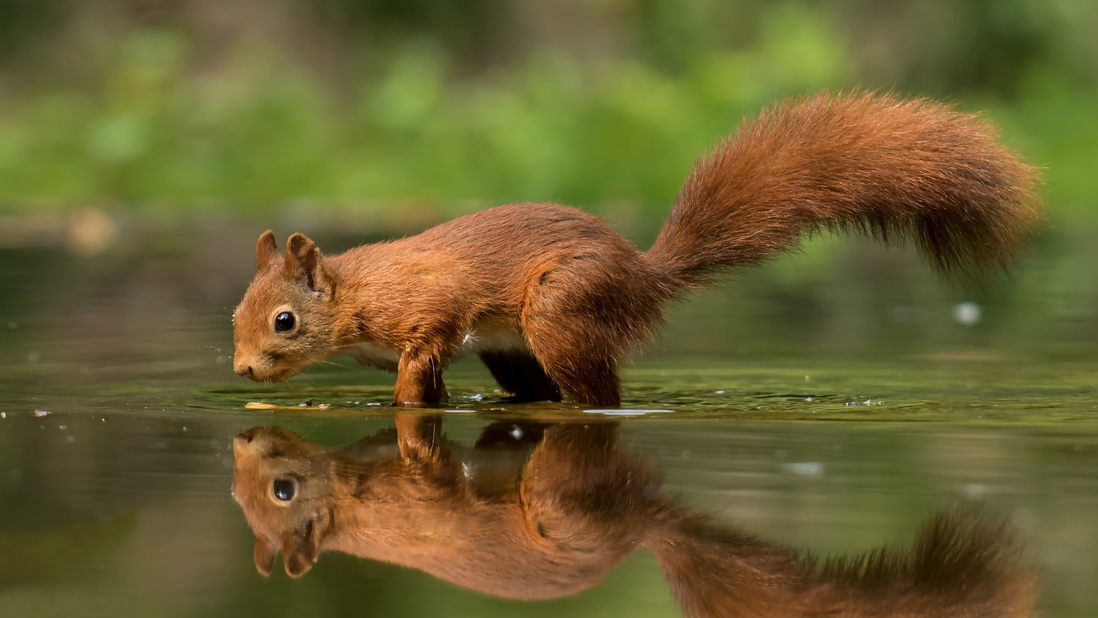 Squirrel Hd Wallpaper For Desktop - HD Wallpaper 
