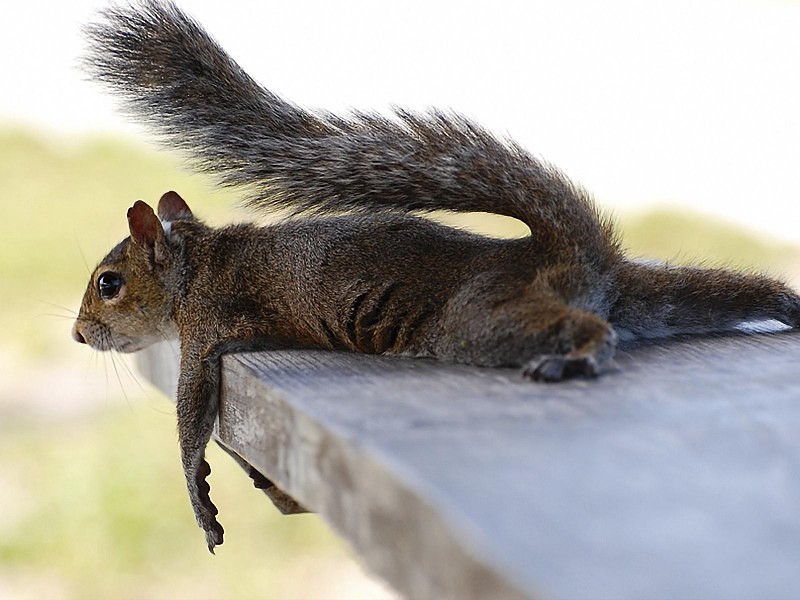 Funny Squirrel Wallpaper - Squirrel Widescreen Screensaver - HD Wallpaper 