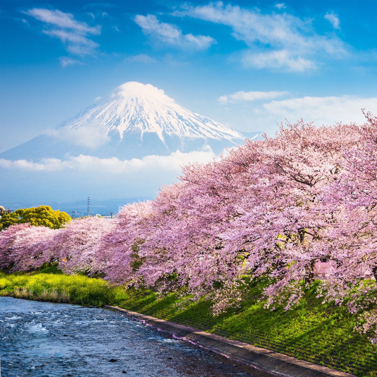 Seattle Cherry Blossom 2019 - HD Wallpaper 