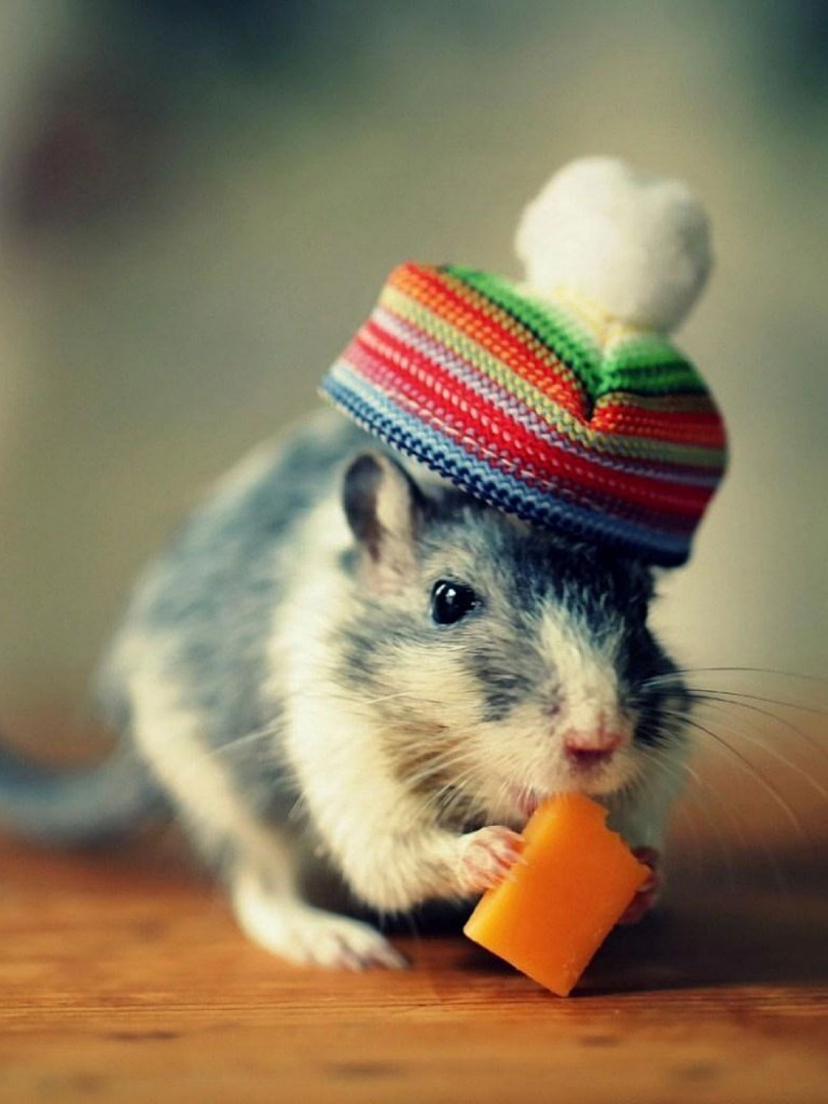 Mouse With Cheese Funny - HD Wallpaper 