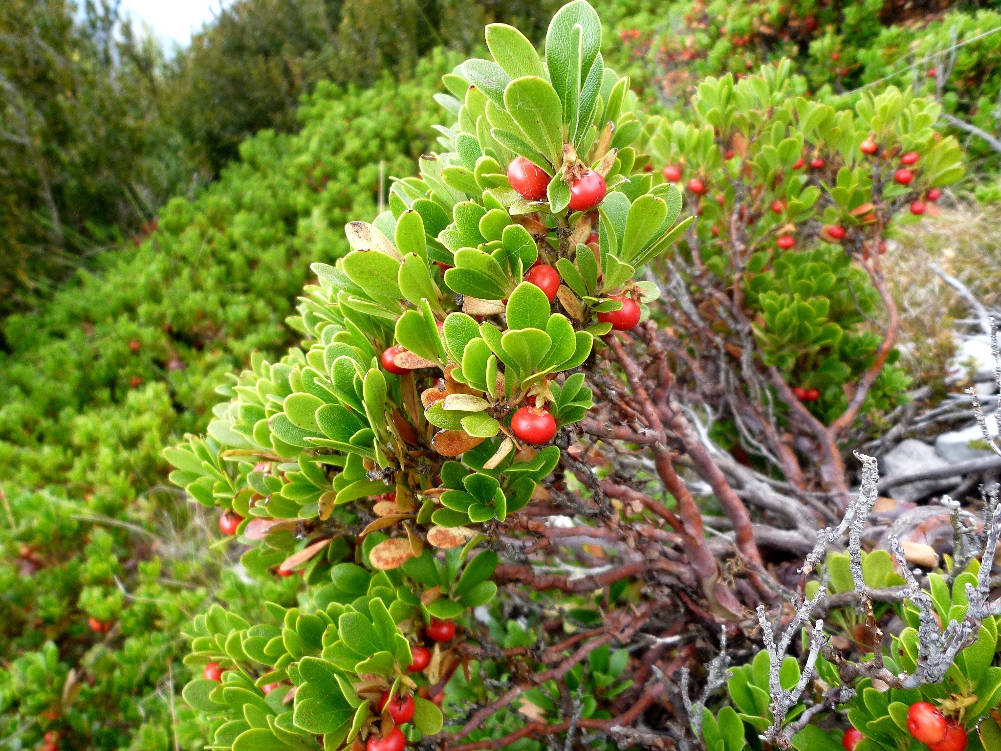 Arctostaphylos Uva Ursi - Bearberry - HD Wallpaper 