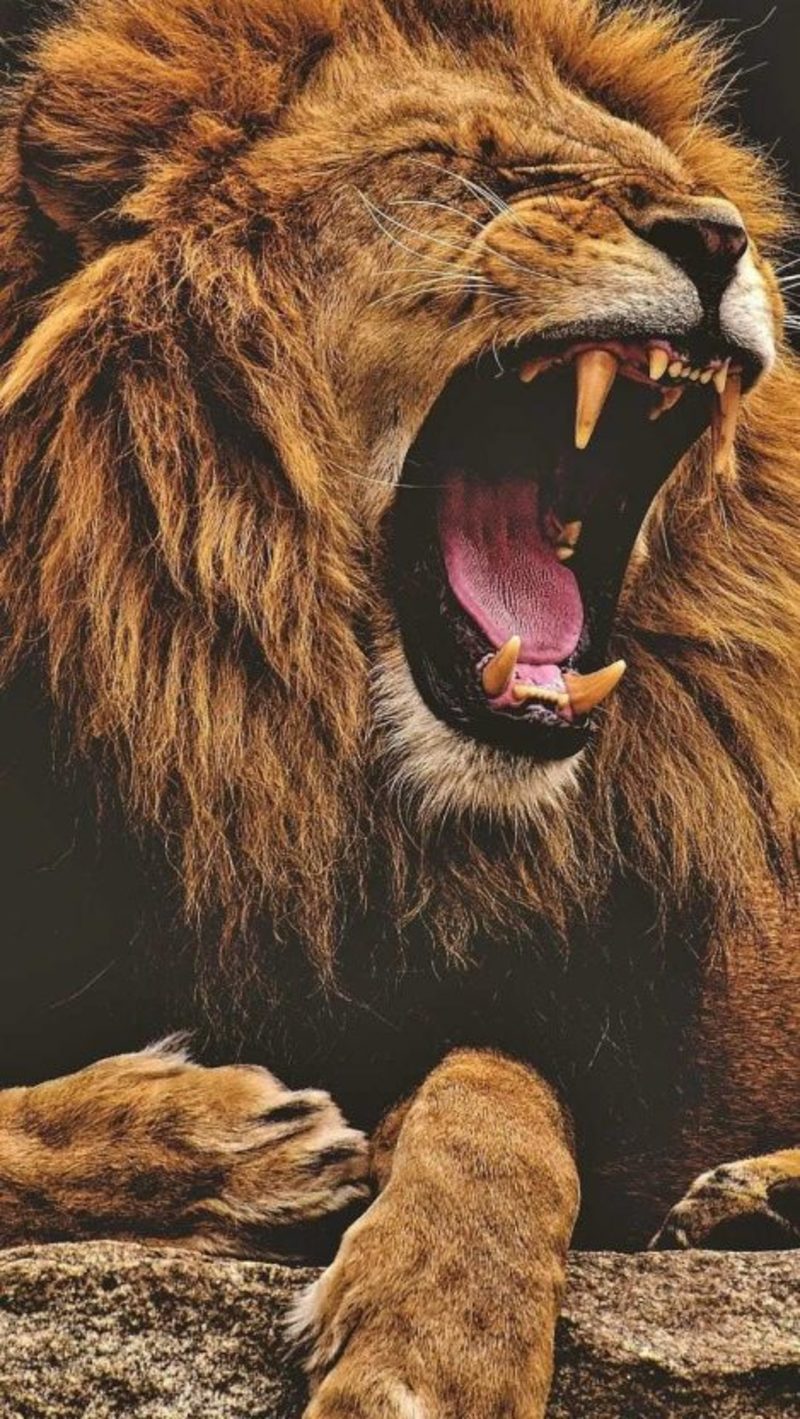 Roaring Wallpaper Iphone Lion - HD Wallpaper 