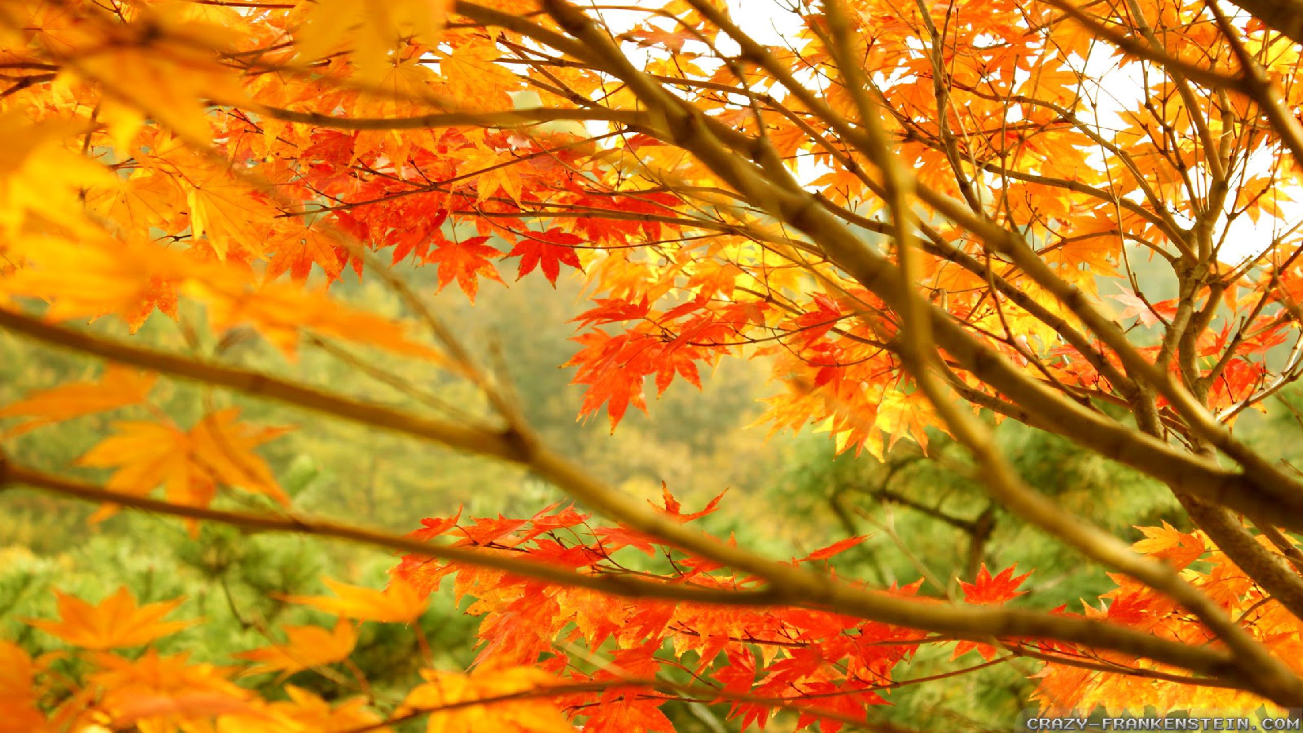 Scenery Autumn - HD Wallpaper 