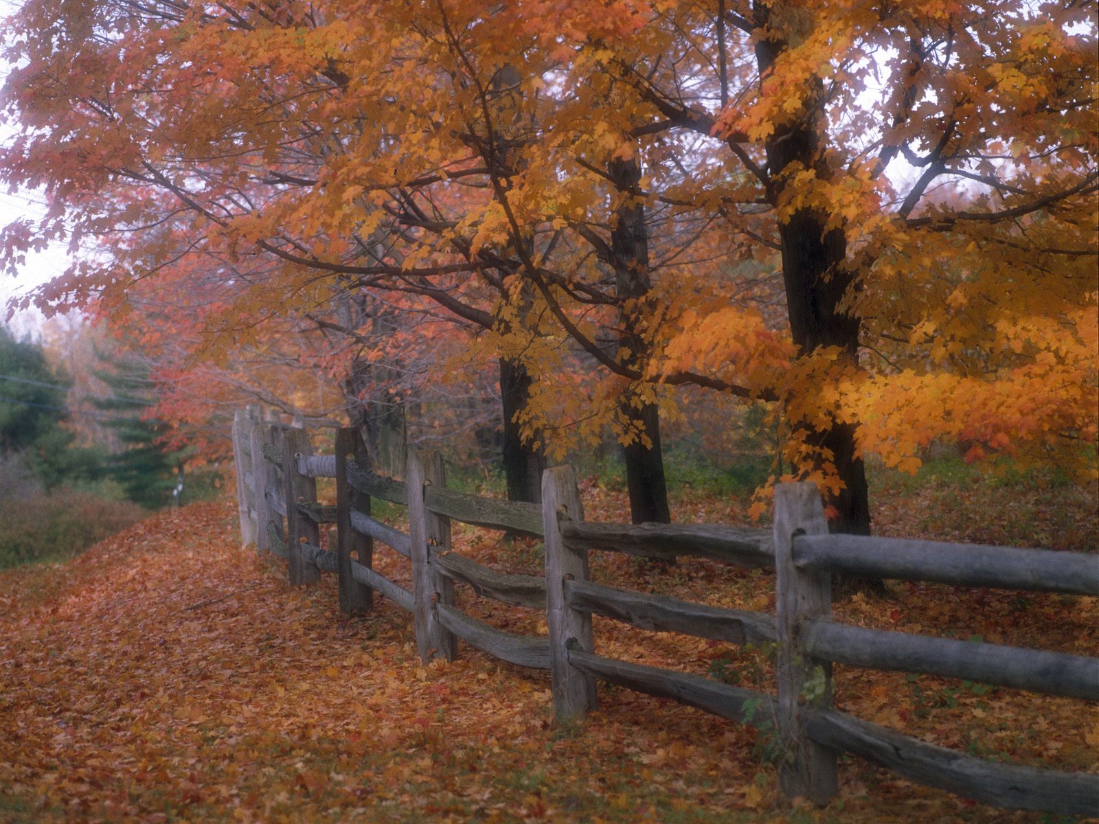 Country Fence Wallpaper Desktop Full Hd - Fall Trees With A Wooden Fence - HD Wallpaper 