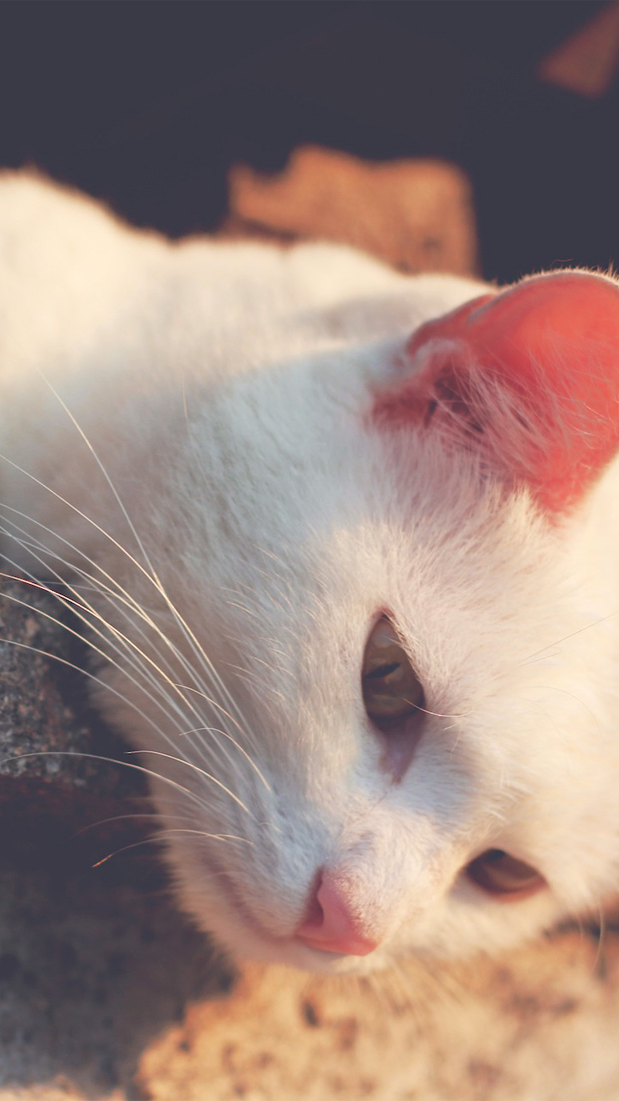 Red Worms In Cat Urine - HD Wallpaper 