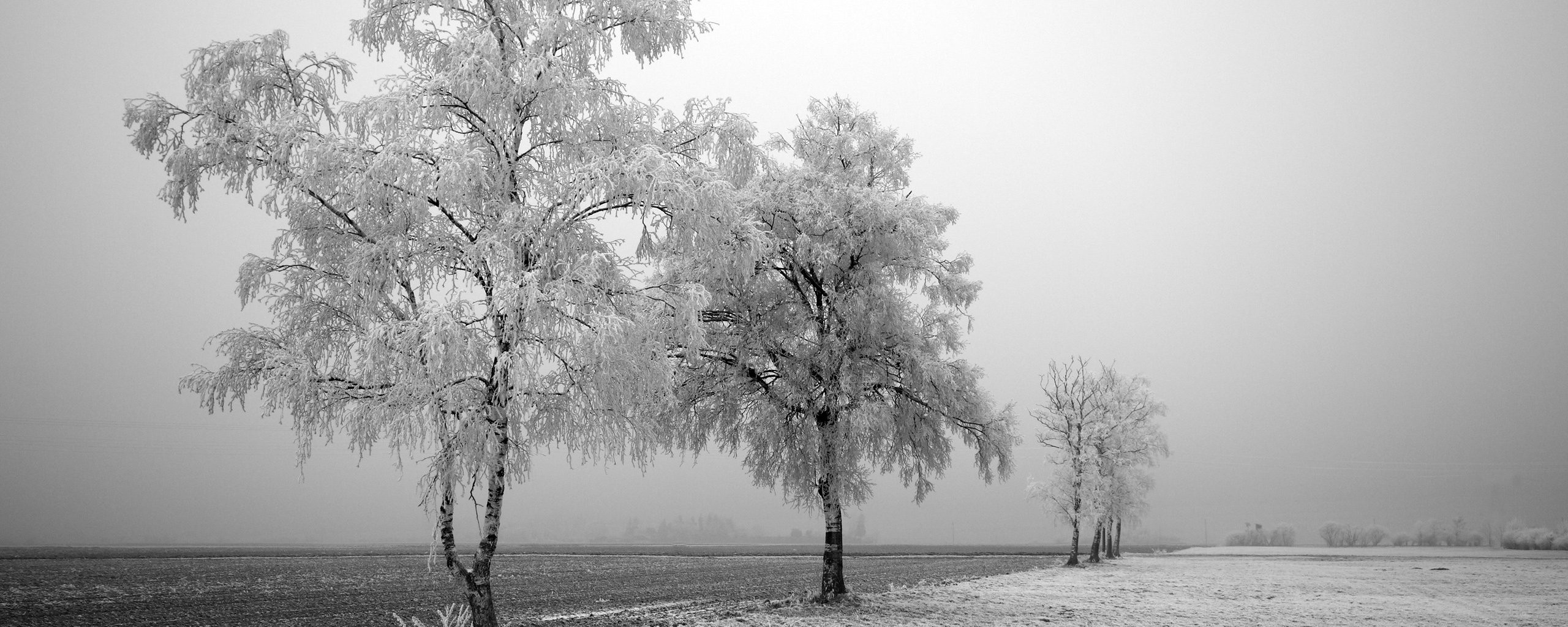 Winter Trees - HD Wallpaper 