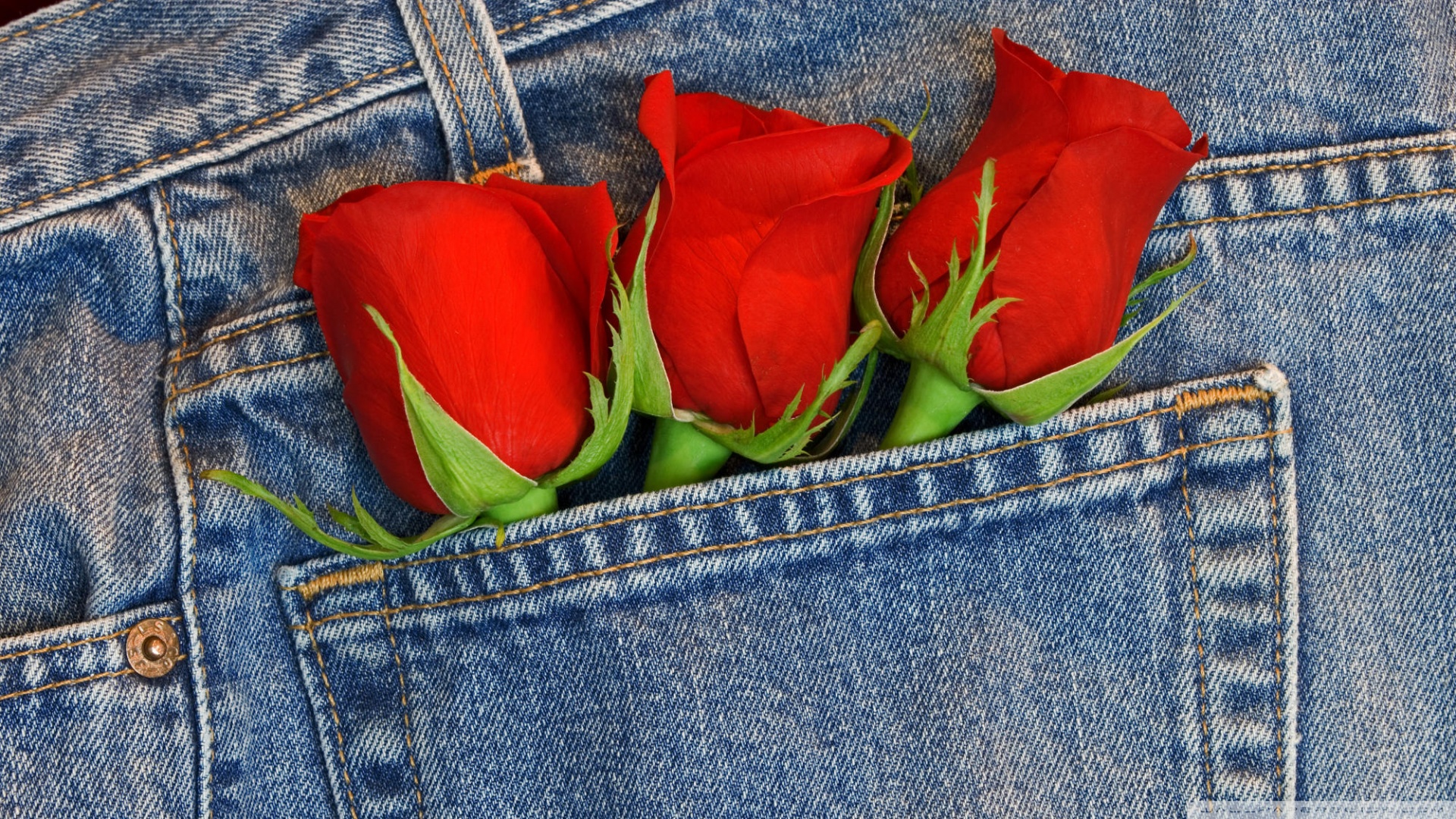 Jeans Roses - HD Wallpaper 