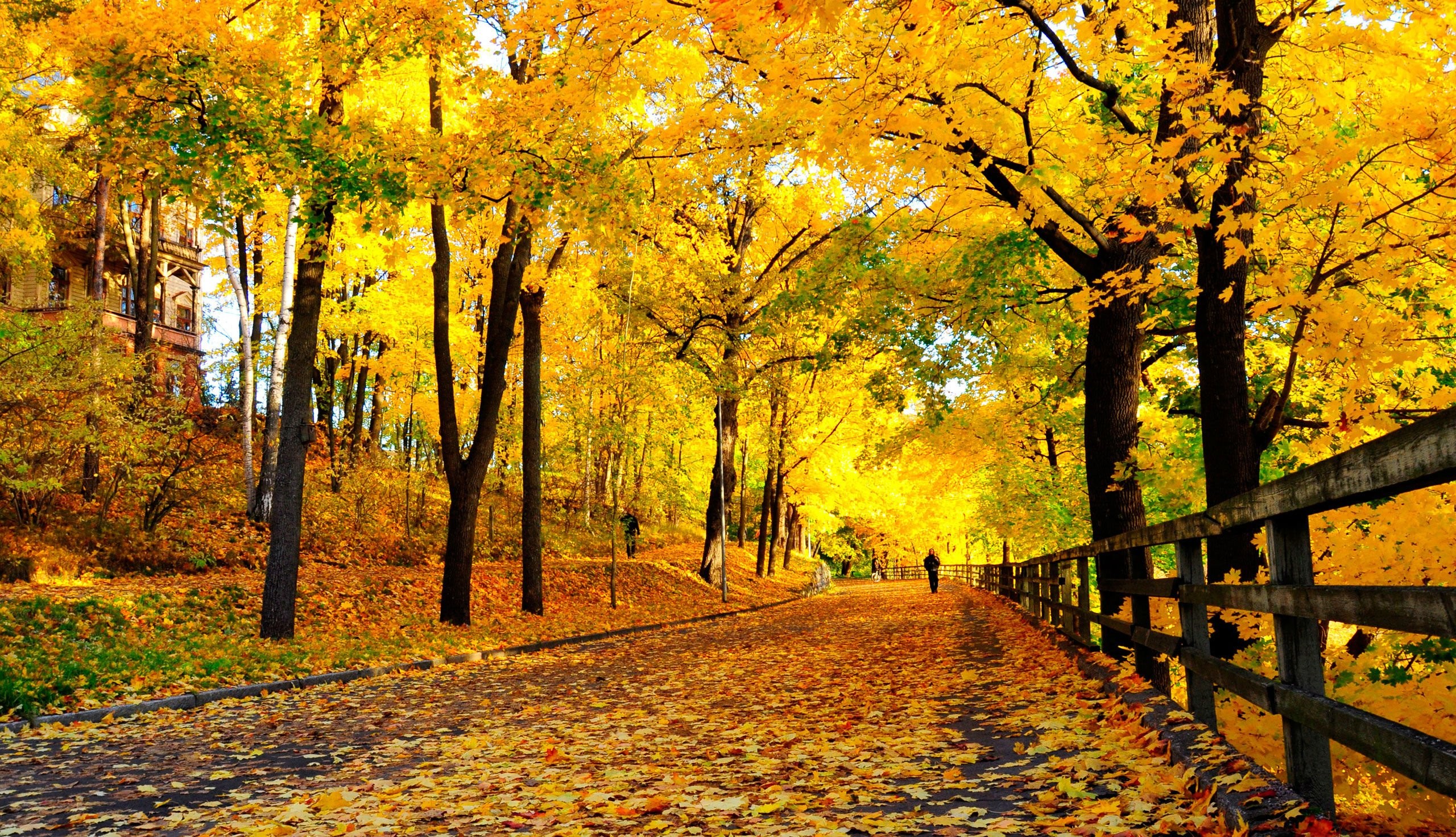Autumn Widescreen Hd - HD Wallpaper 
