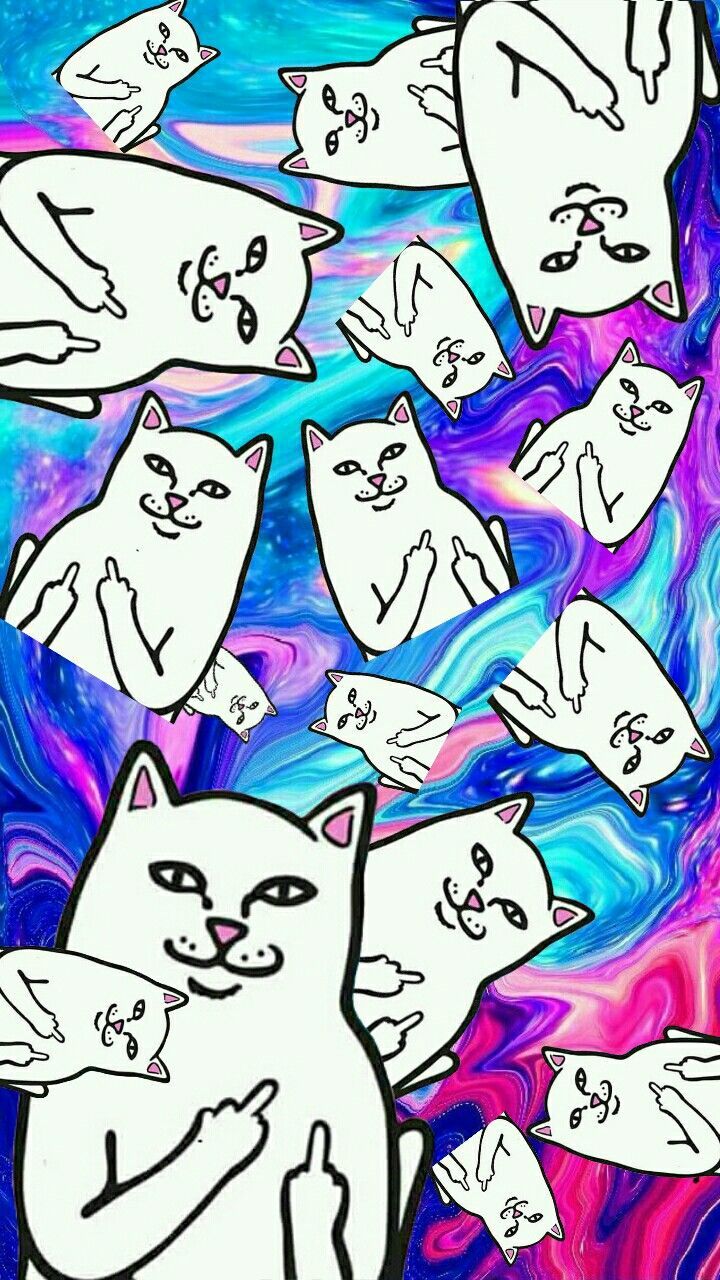 Cafa2420 - Fondos De Pantalla Del Gato Haciendo Pito - HD Wallpaper 