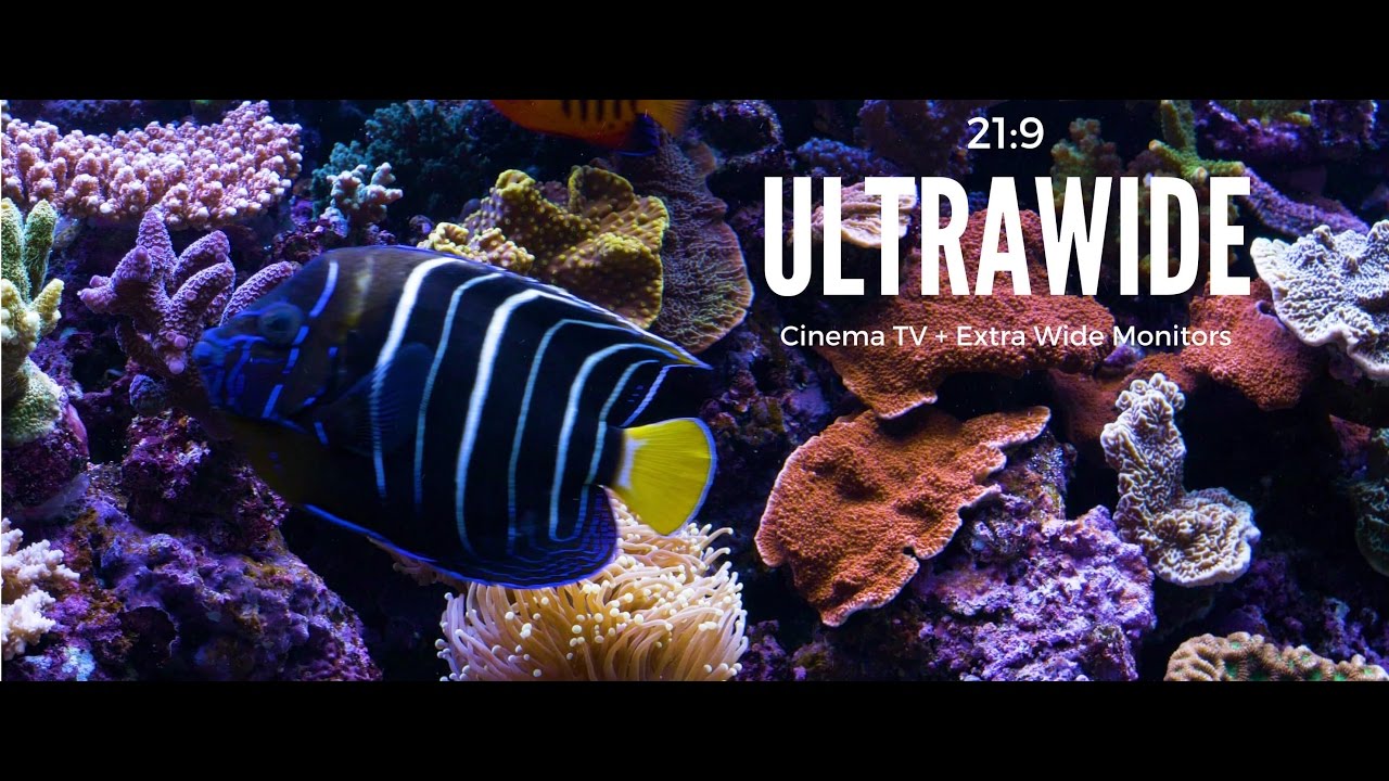 1440p Fish - HD Wallpaper 