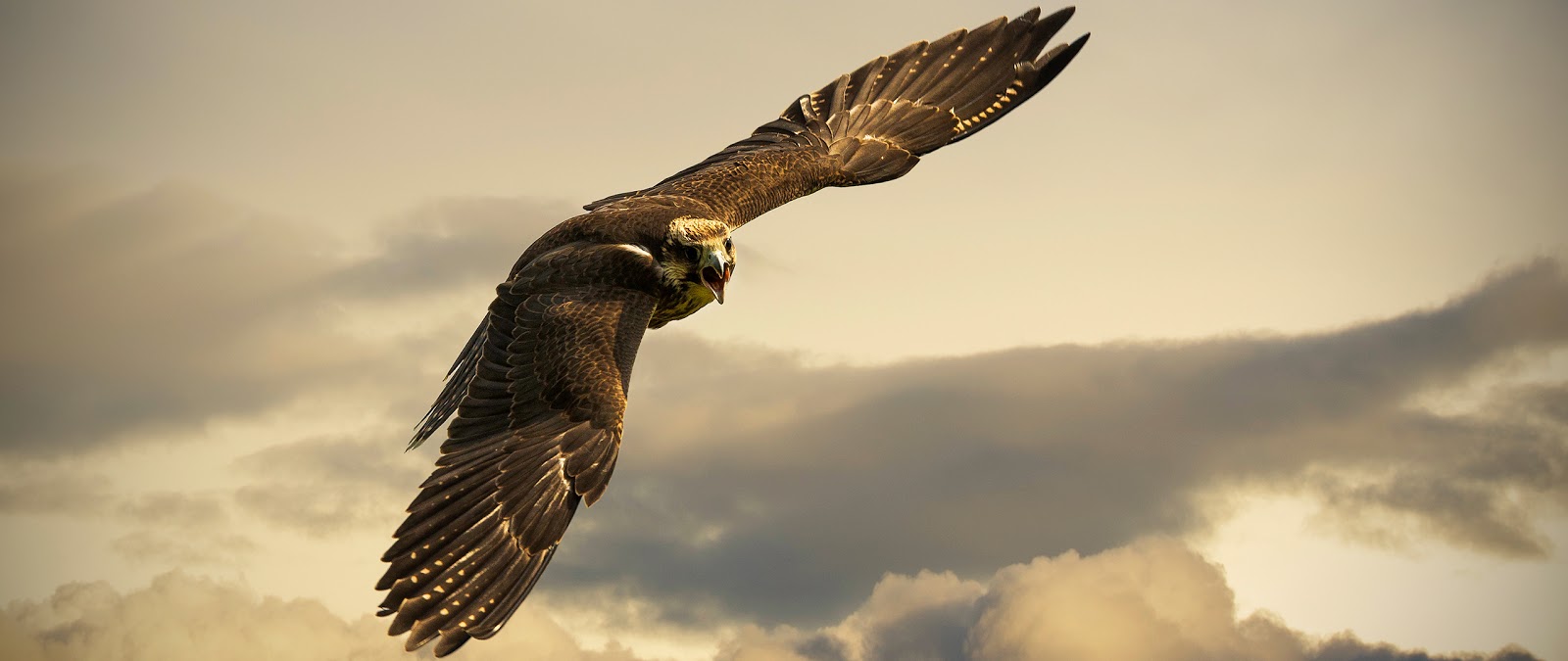 Ultra Wide Wallpaper - Flying Eagle On The Clouds - HD Wallpaper 
