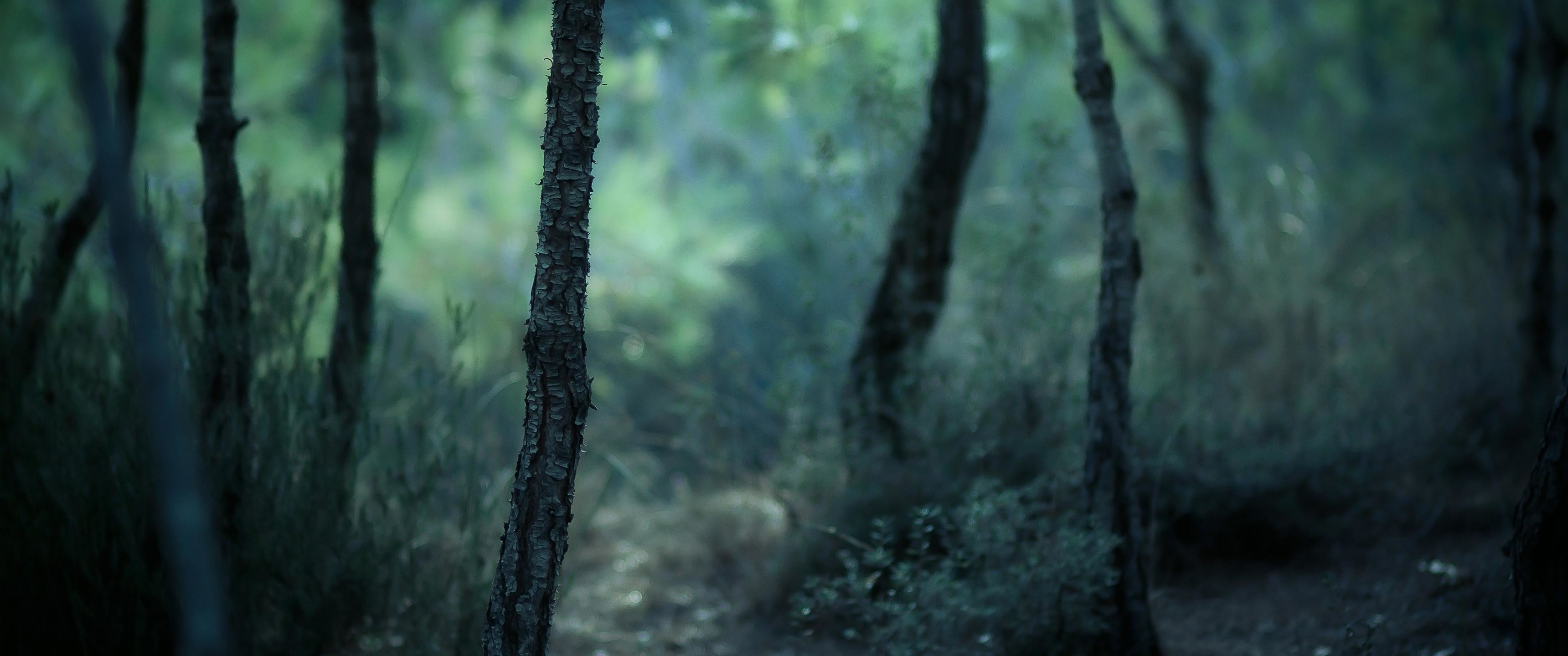 Data-src - Blurred Nature Forest - HD Wallpaper 