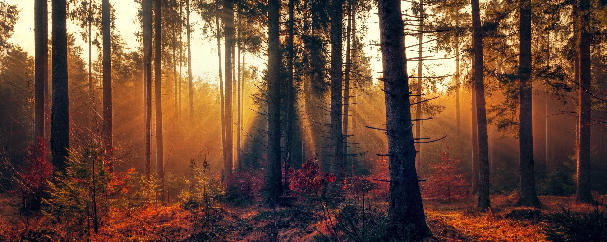 Wallpaper Forest, Trees, Fog, Autumn - Autumn 4k - HD Wallpaper 