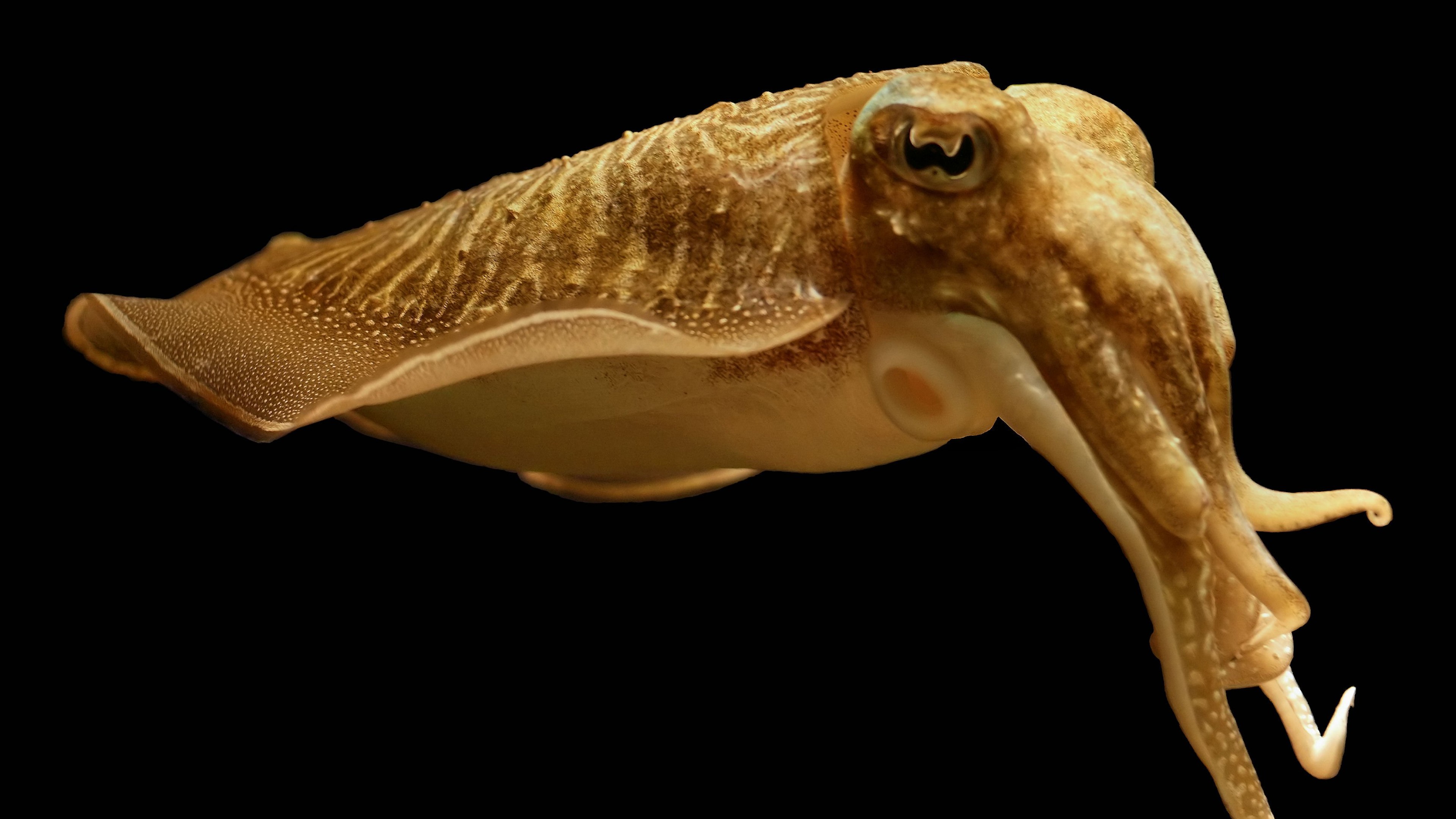 Cuttlefish Deep Sea - HD Wallpaper 