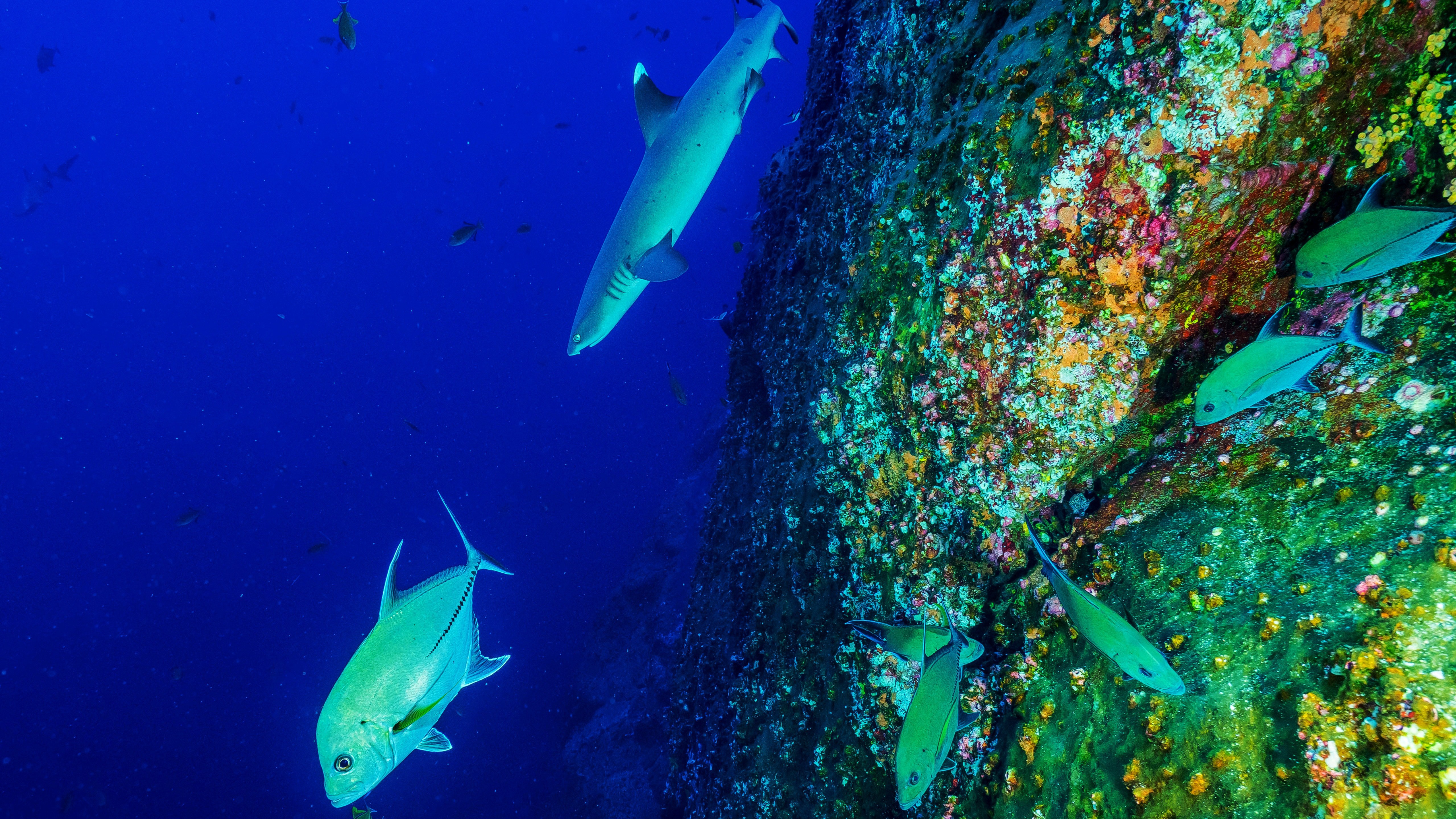 Fish In Sea 5k Wallpaper - Sea - HD Wallpaper 