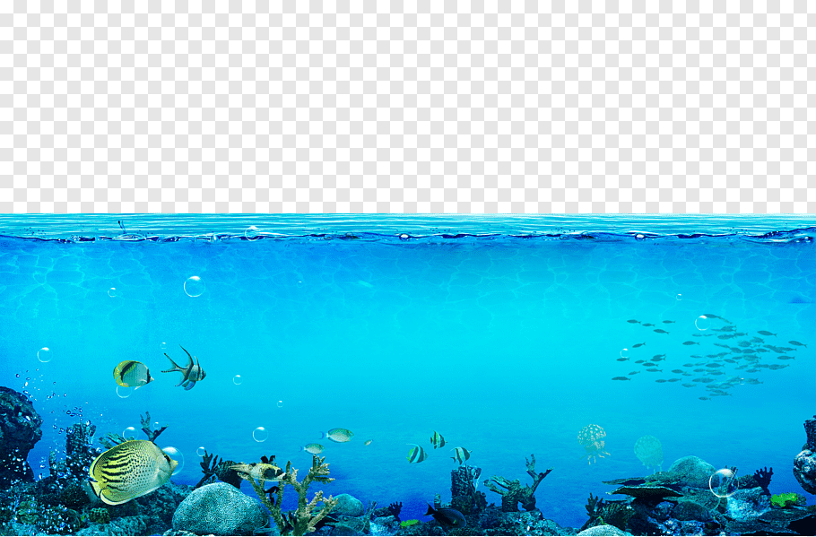 Sea Creatures, Underwater Sea, The Underwater World - HD Wallpaper 