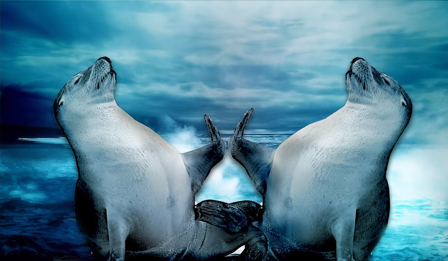 Seal, Front, Ocean Wallpaper, Robbe, Sea, Handshake, - HD Wallpaper 