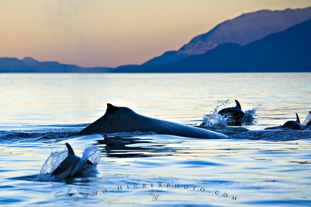 Photo Sea Creatures Humpback Whale Dolphins Sunset - Dolphin And Humpback Whale - HD Wallpaper 