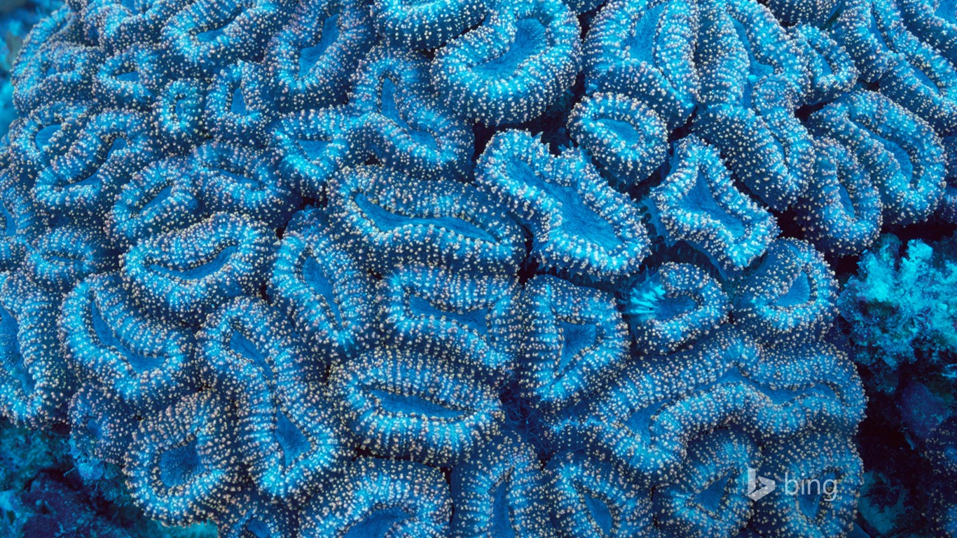 Sea Creatures-bing Theme Wallpaper2014 - Palau - HD Wallpaper 
