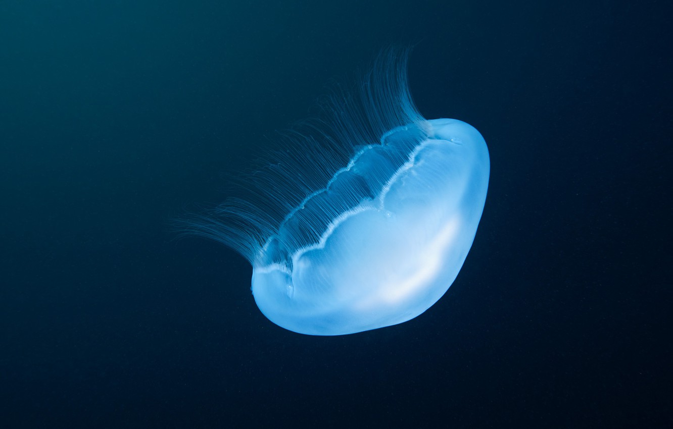 Photo Wallpaper Sea, Water, Macro, Medusa, Underwater - Editing - HD Wallpaper 