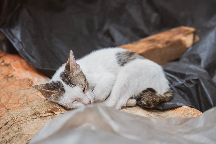 Kitten, Sleeping, Sweet Dreams, Little Cat, Little - HD Wallpaper 