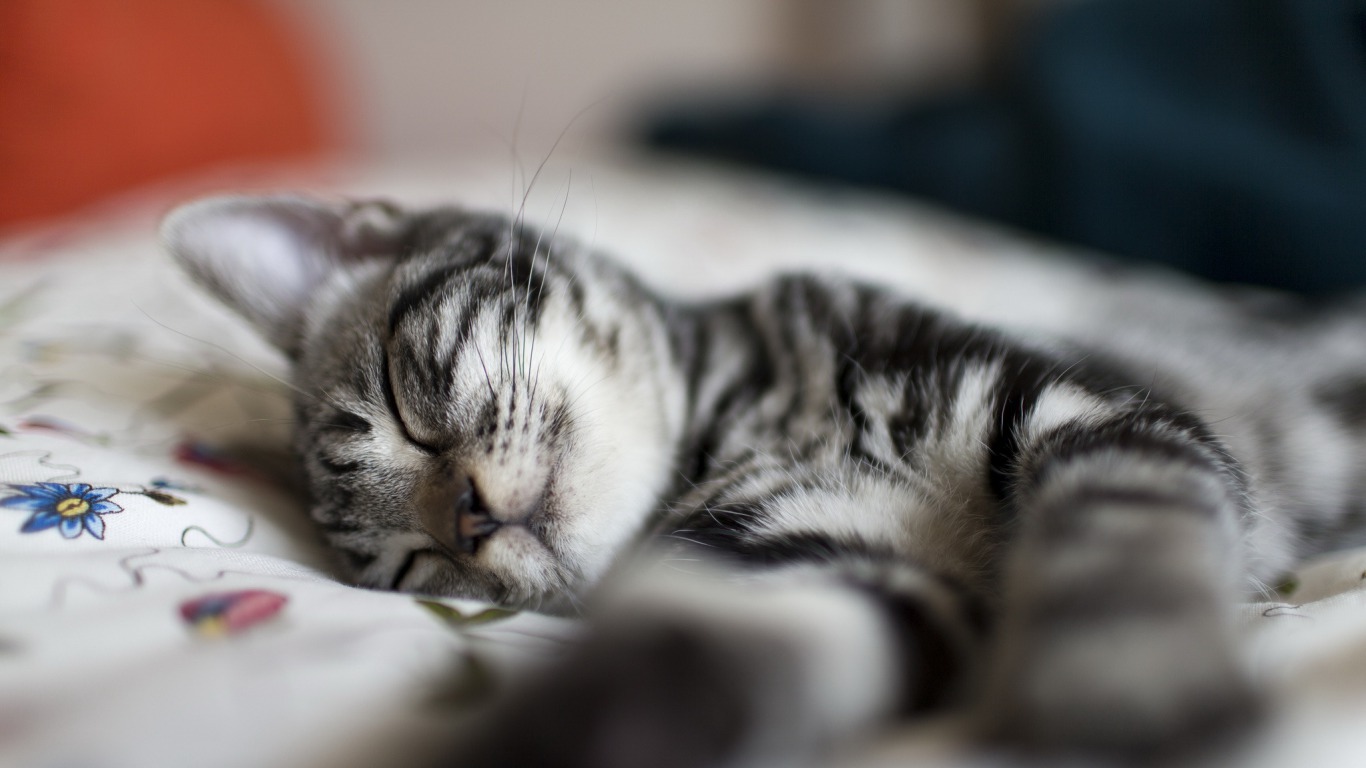 Kitten Wallpaper For Laptop Hd - HD Wallpaper 