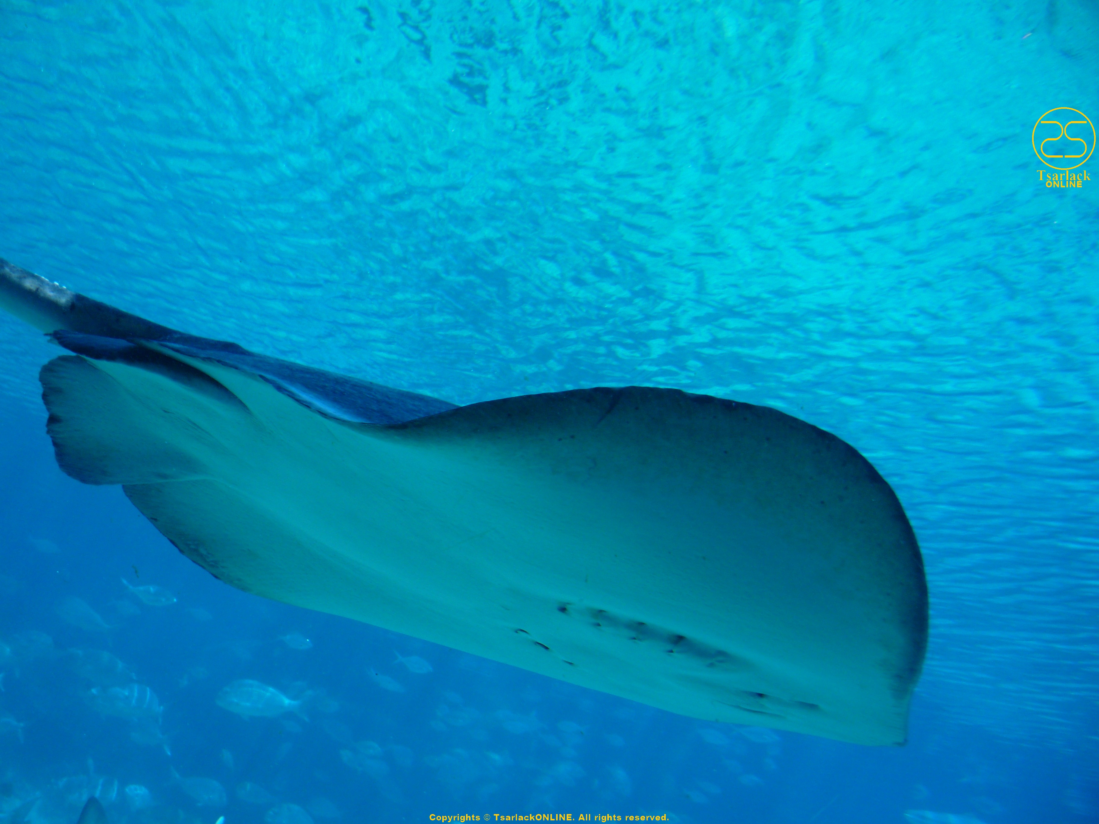 Underwater - HD Wallpaper 