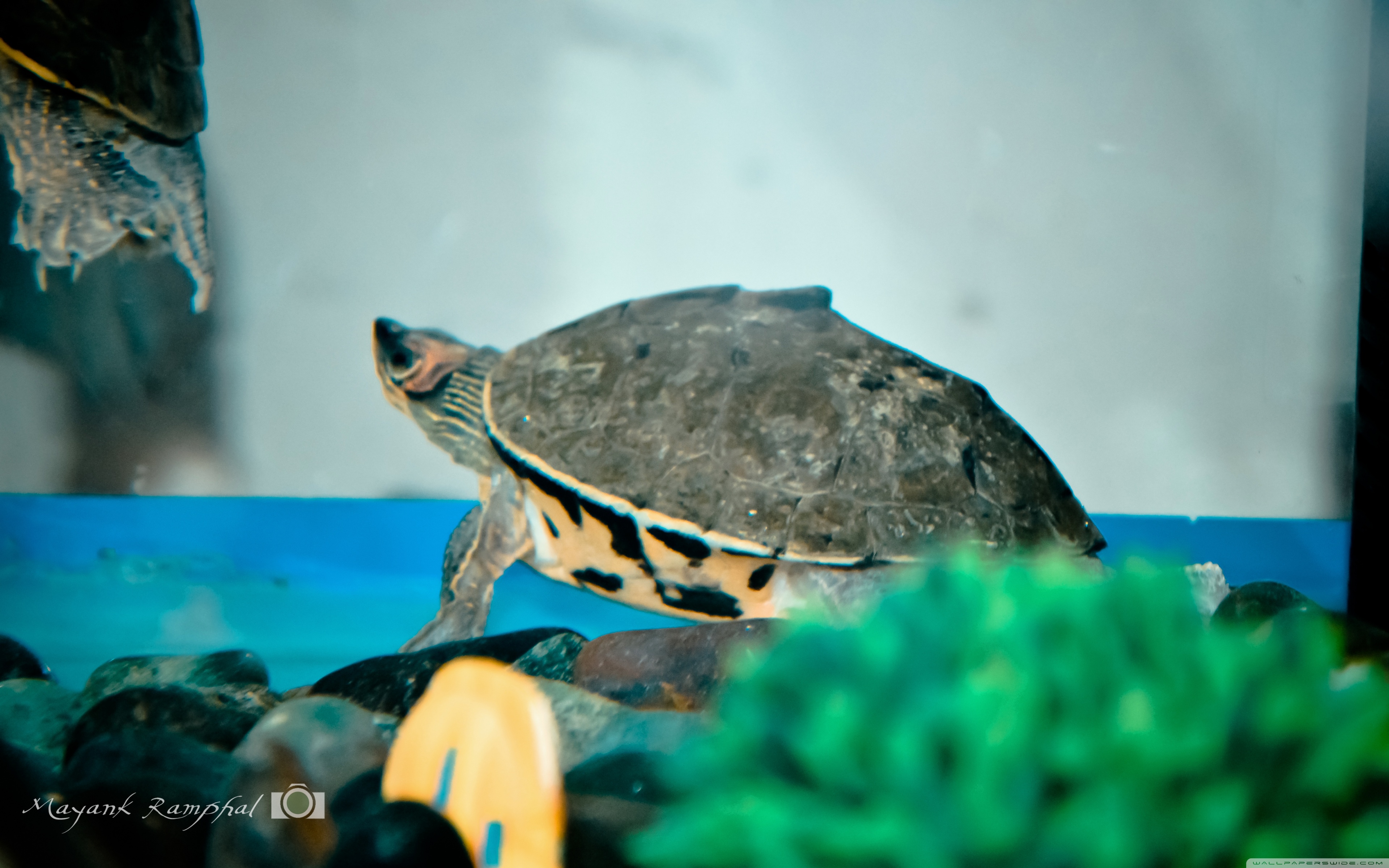 Kemp's Ridley Sea Turtle - HD Wallpaper 